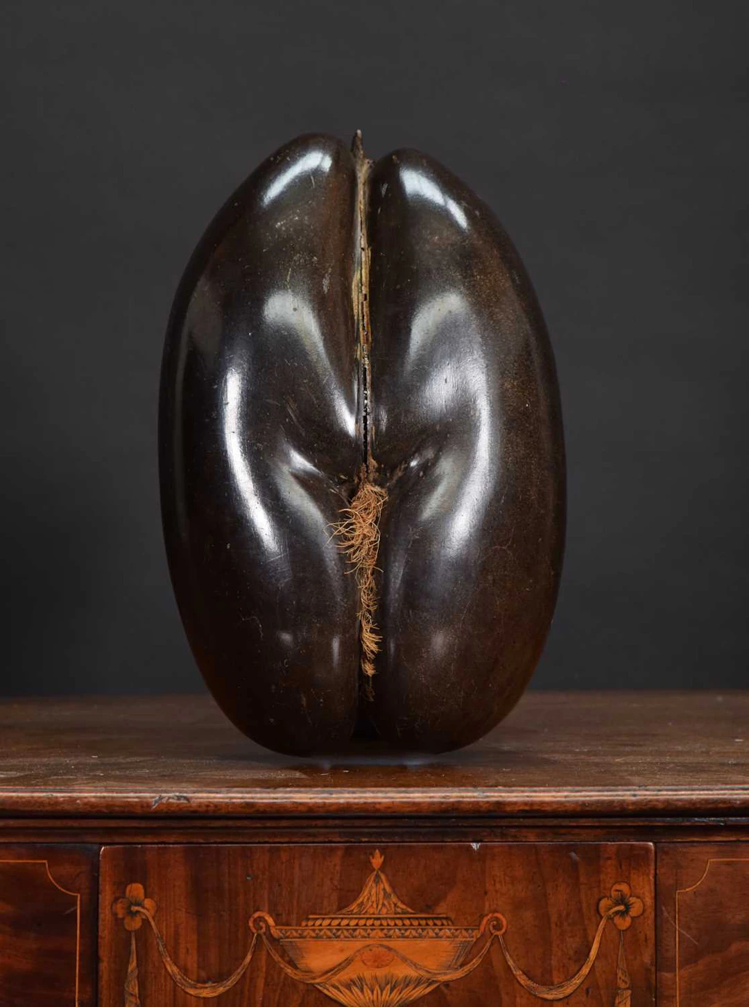 Natural History: A Coco de Mer Nut (Lodoicea maldivica), (Lodoicea maldivica)