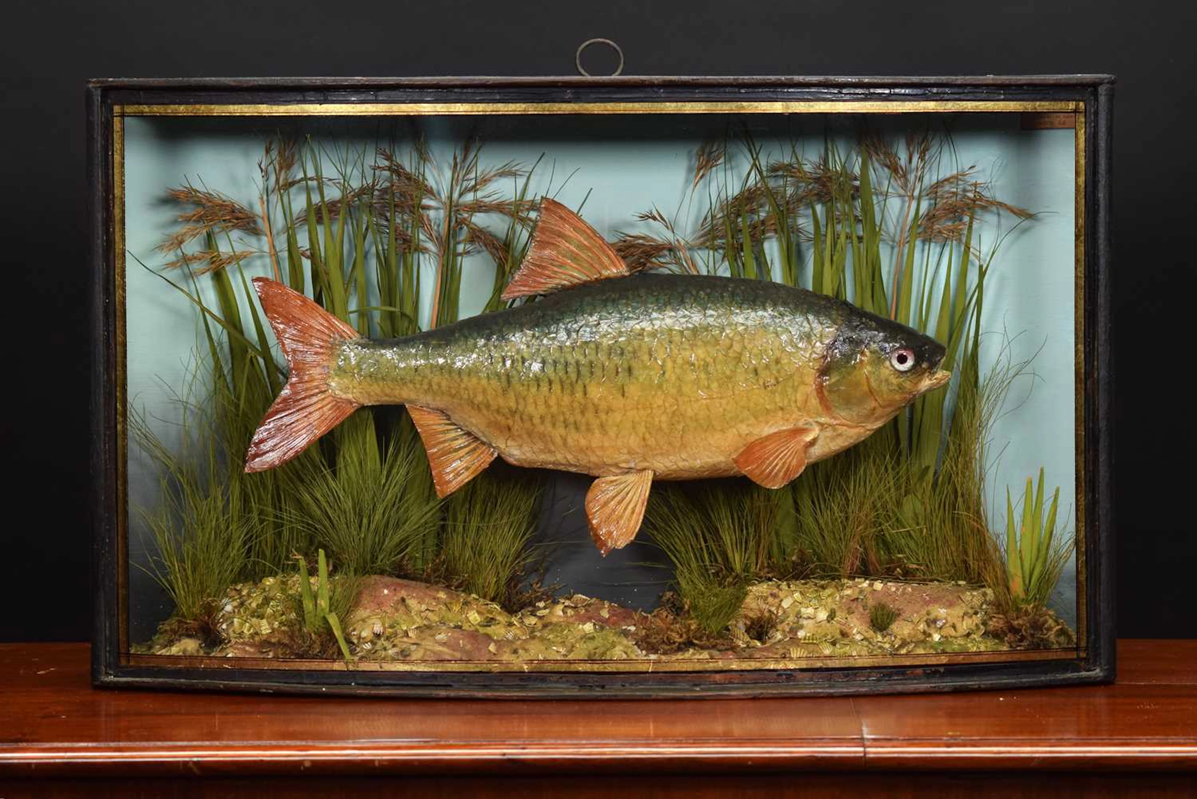 Taxidermy: A Cased Common Roach (Rutilus rutilus), mid-20th century