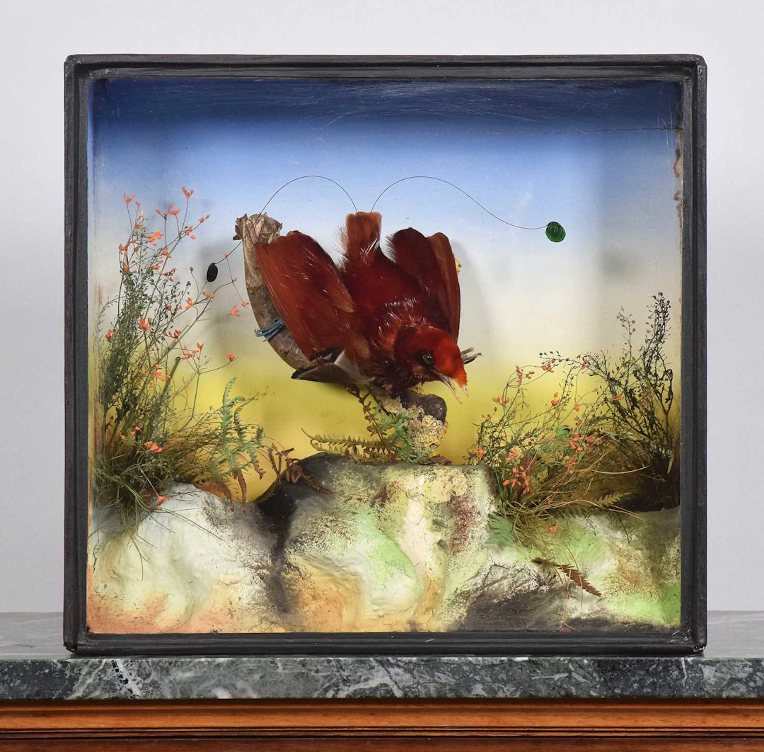 Taxidermy: A Late Victorian Cased King Bird-of-Paradise (Cicinnurus