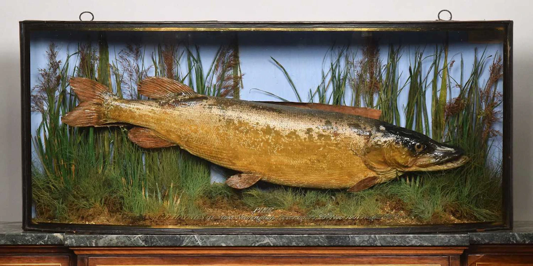 Taxidermy: A Cased Northern Pike (Esox lucius), dated 1907, preserved
