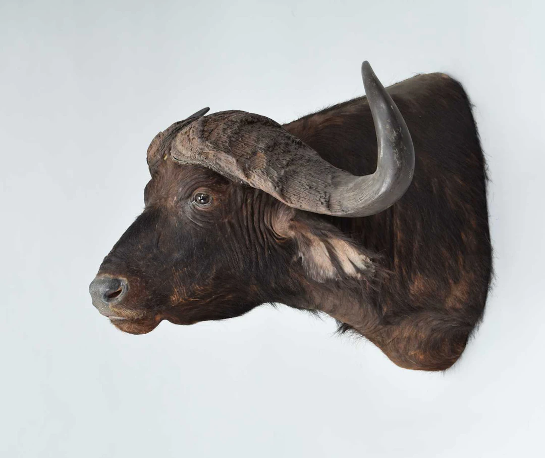 Taxidermy: Cape Buffalo (Syncerus caffer), modern, South Africa, by