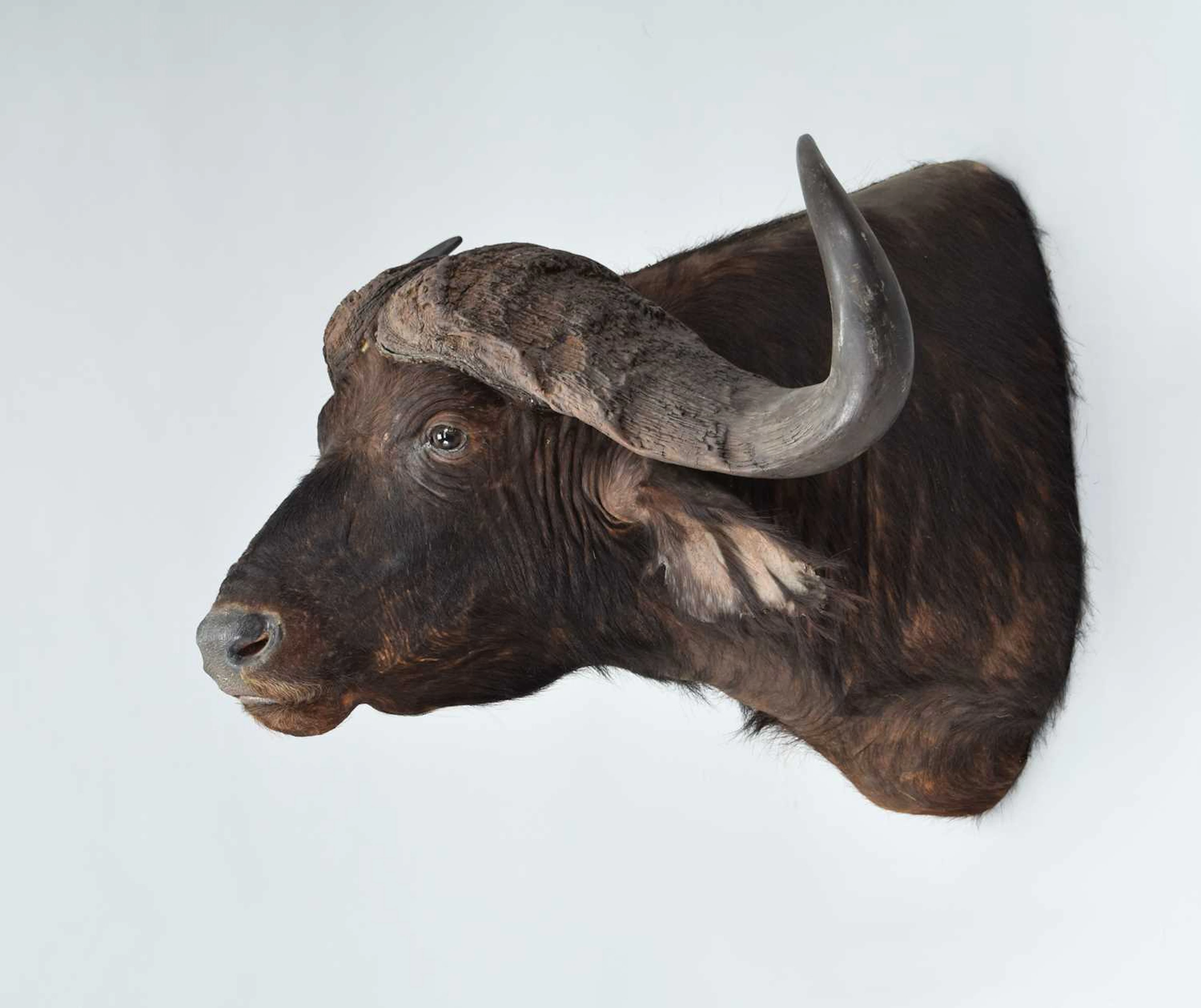 Taxidermy: Cape Buffalo (Syncerus caffer), modern, South Africa, by