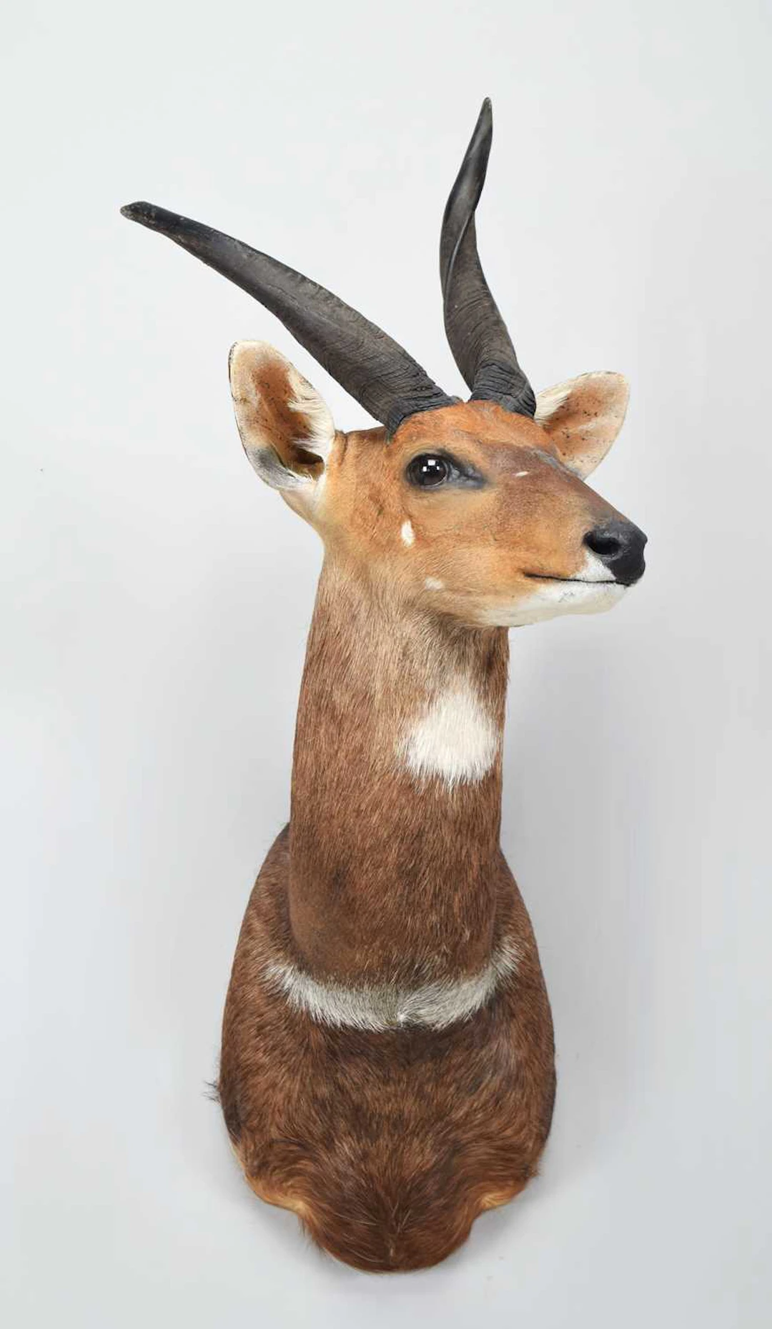 Taxidermy: Cape Bushbuck (Tragelaphus sylvaticus), 2015, by Spirit