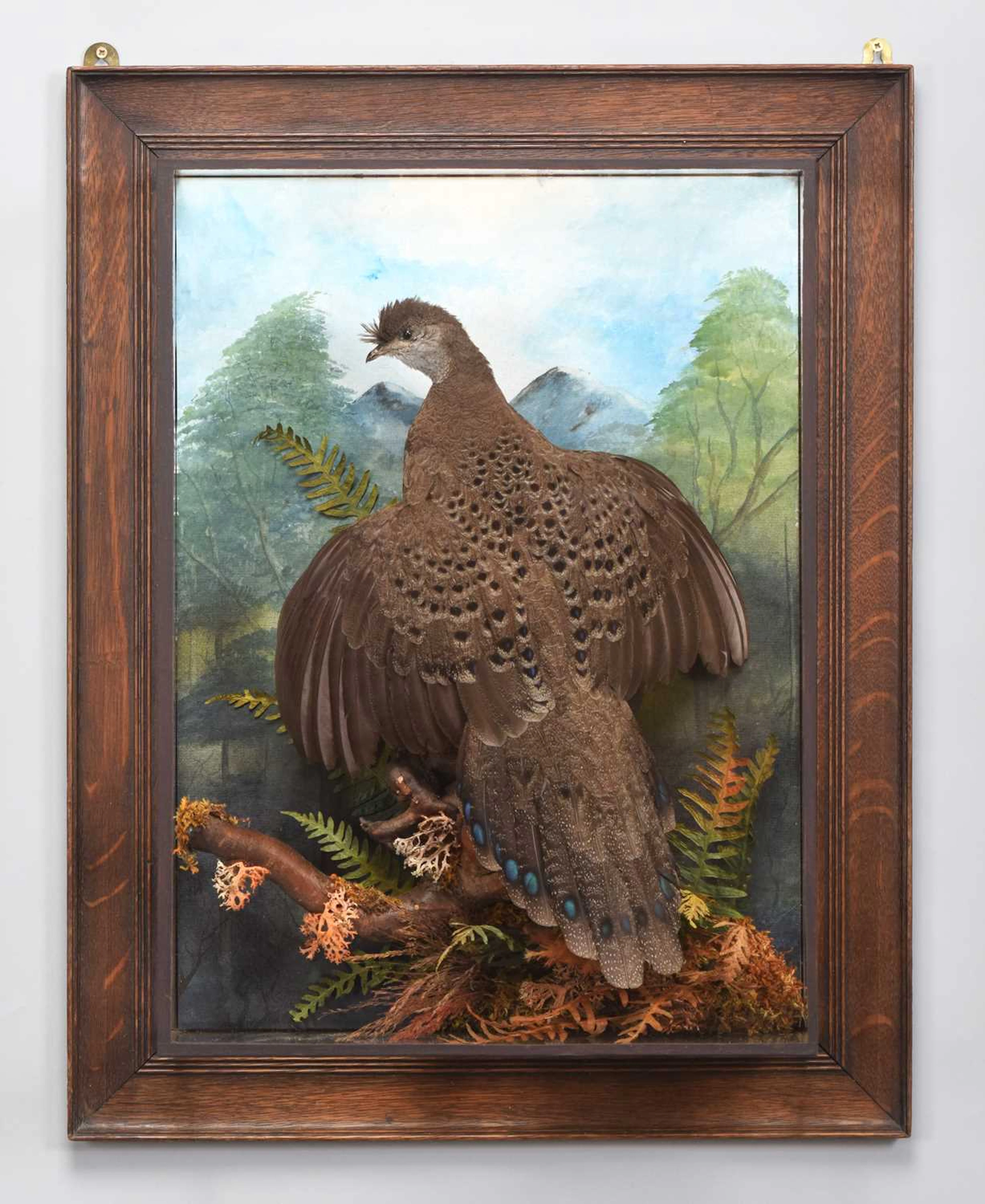 Taxidermy: A Wall Cased Grey Peacock Pheasant (Polyplectron bicalcaratum)