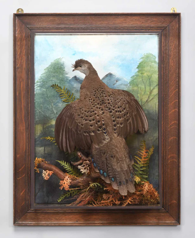 Taxidermy: A Wall Cased Grey Peacock Pheasant (Polyplectron bicalcaratum)