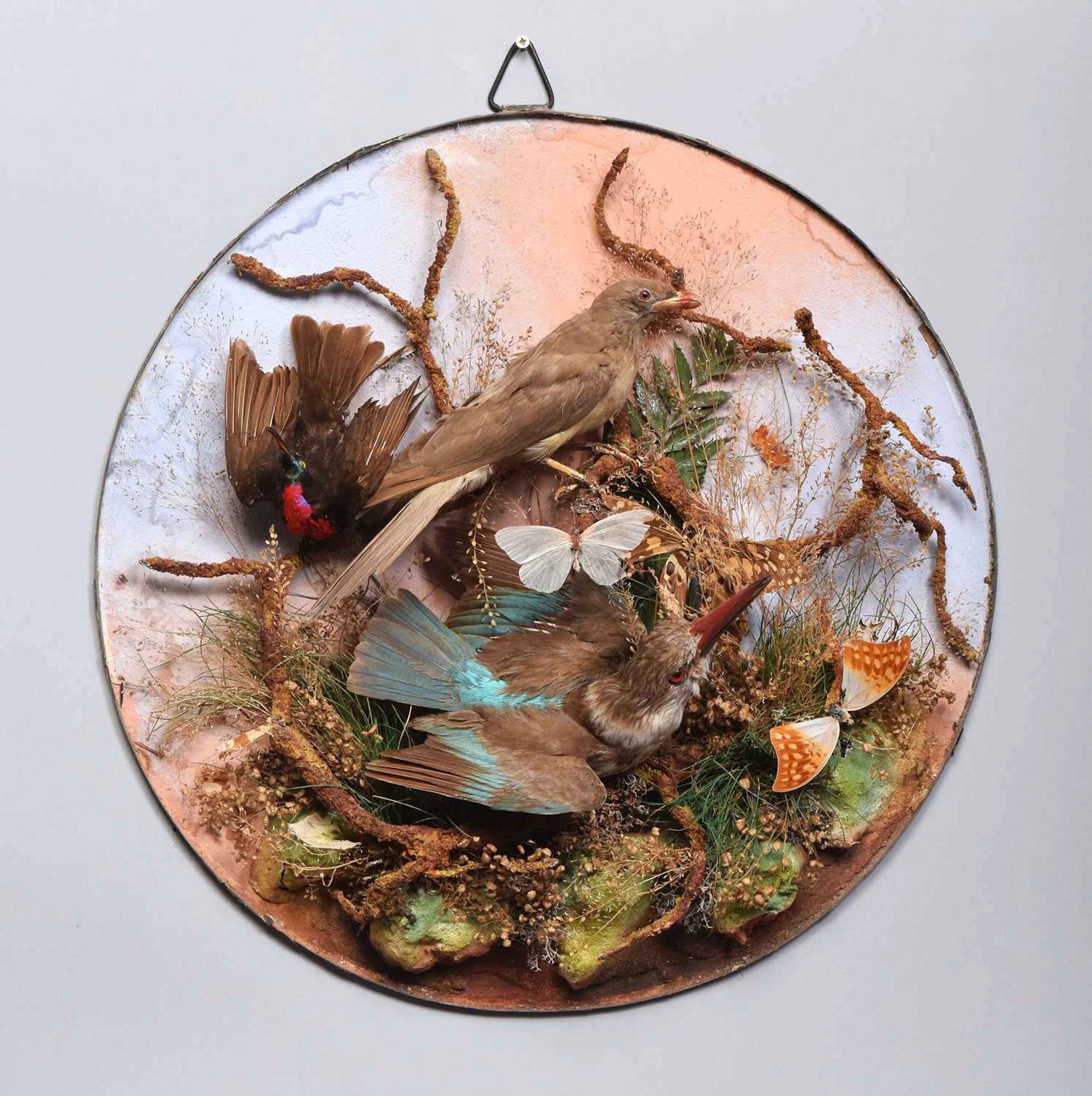 Taxidermy: A Late Victorian Wall Dome of African Birds, circa 1870-1900