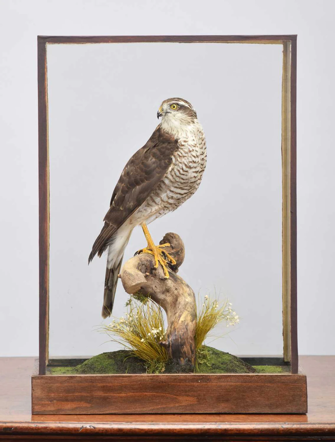 Taxidermy: A Cased Eurasian Sparrowhawk (Accipiter nisus), circa 1999