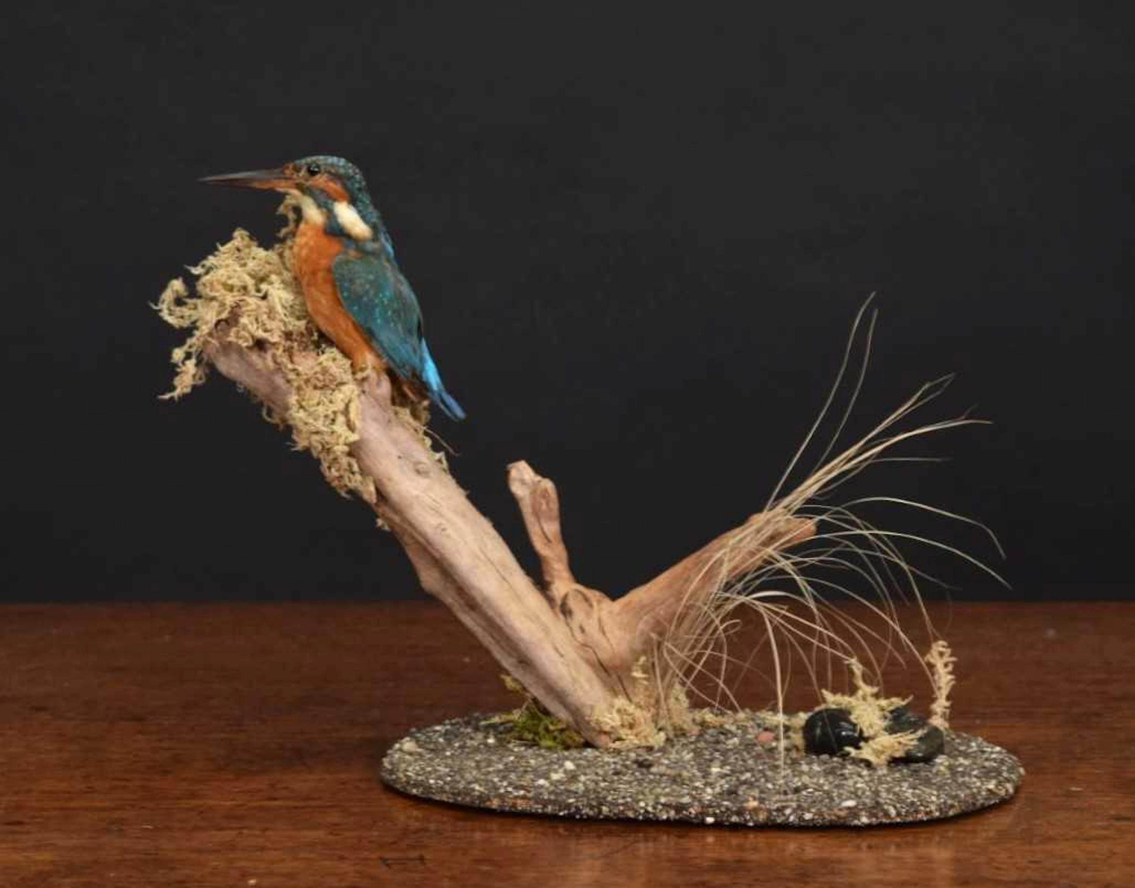 Taxidermy: European Kingfisher (Alcedo athis), mid-late 20th century
