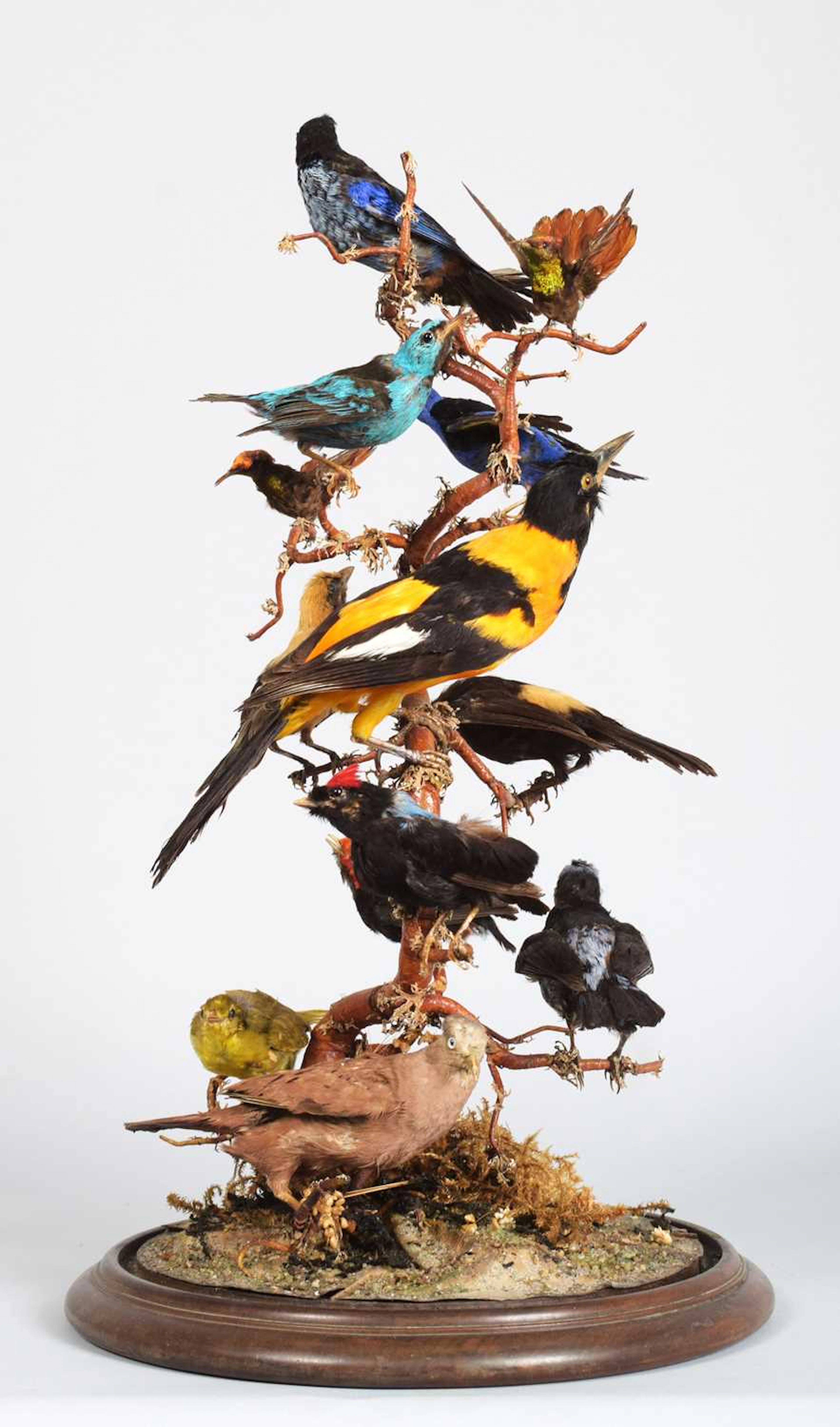 Taxidermy: A Late Victorian Display of Tropical Birds, circa 1870-1900