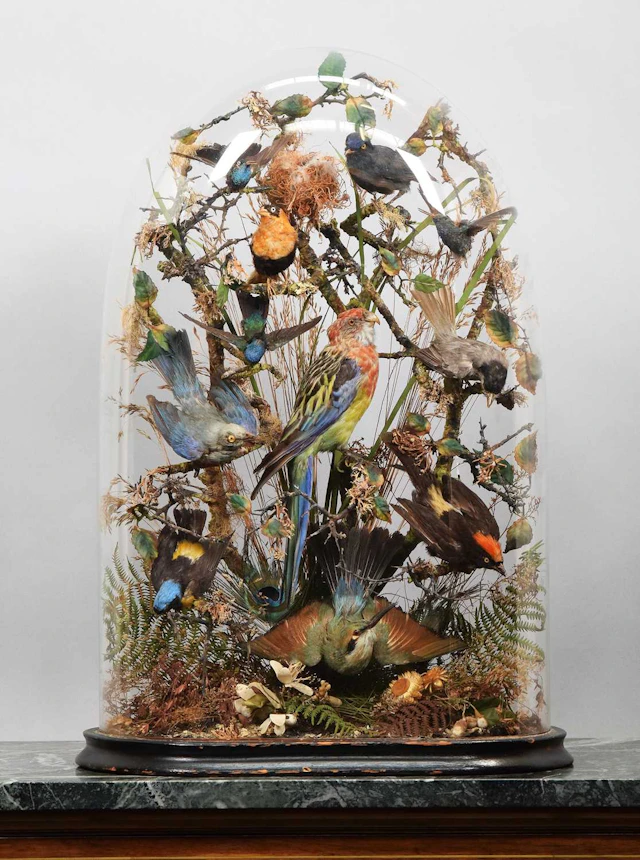 Taxidermy: A Late Victorian Display of Tropical Birds, circa 1880-1900