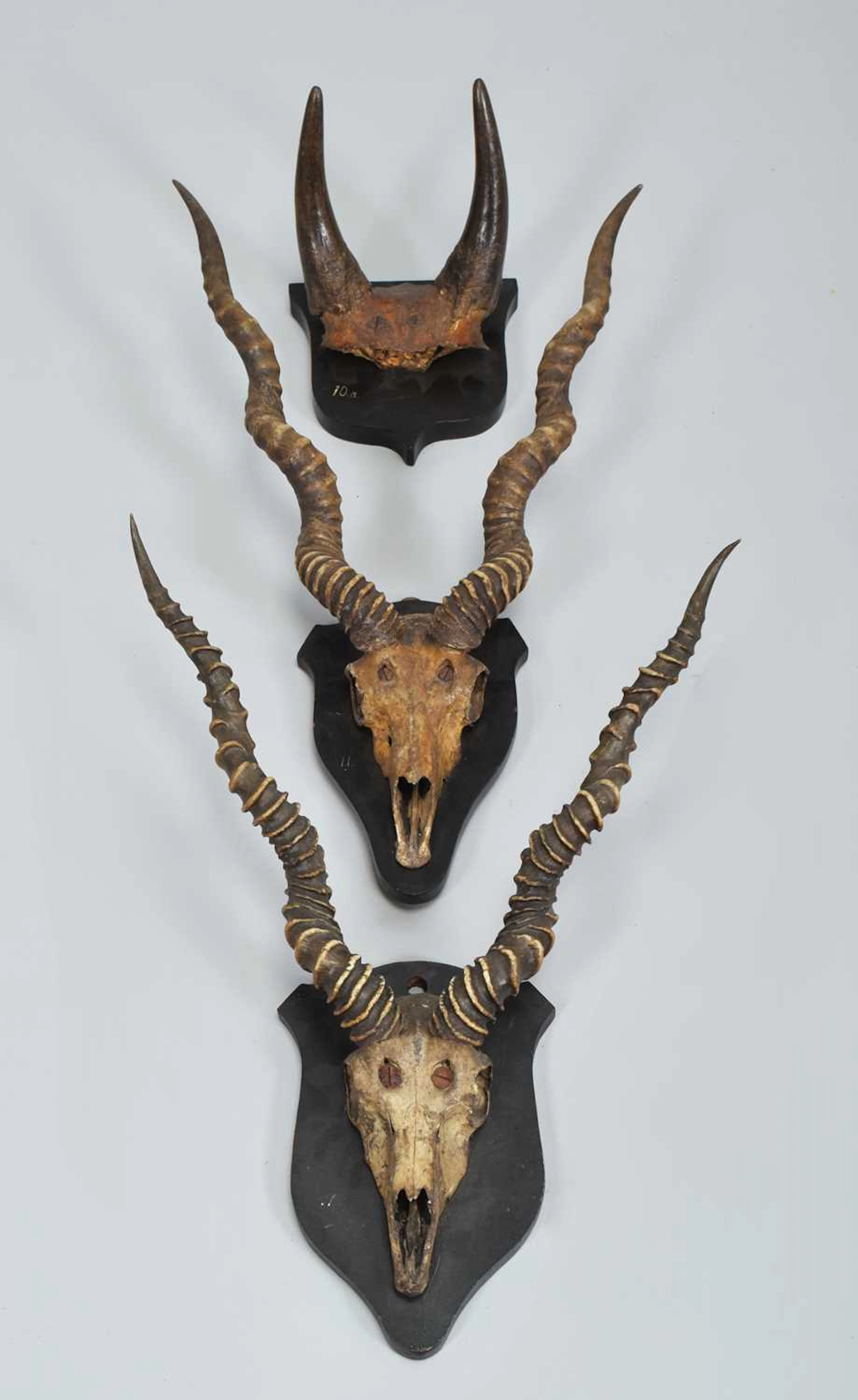 Antlers/Horns: Nilgai and Indian Blackbuck Horns, late 19th century 1883-1898