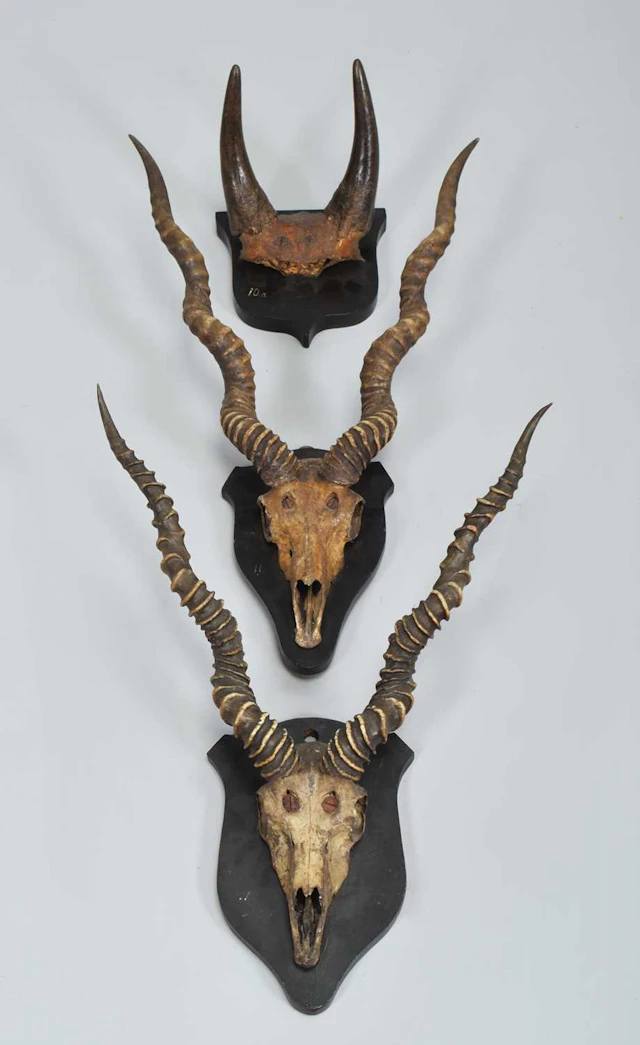 Antlers/Horns: Nilgai and Indian Blackbuck Horns, late 19th century 1883-1898