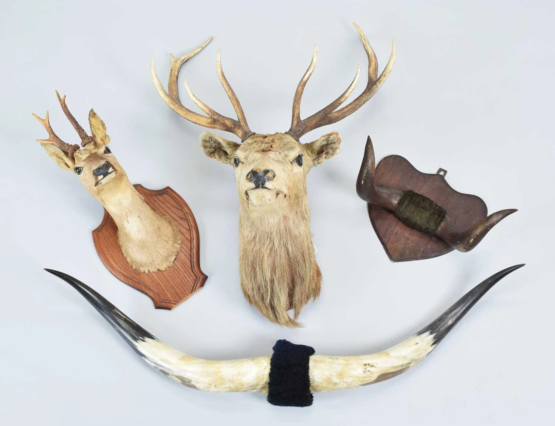 Taxidermy: Scottish Red Deer, Roebuck, Steer Horns, and Bull Horns (4)