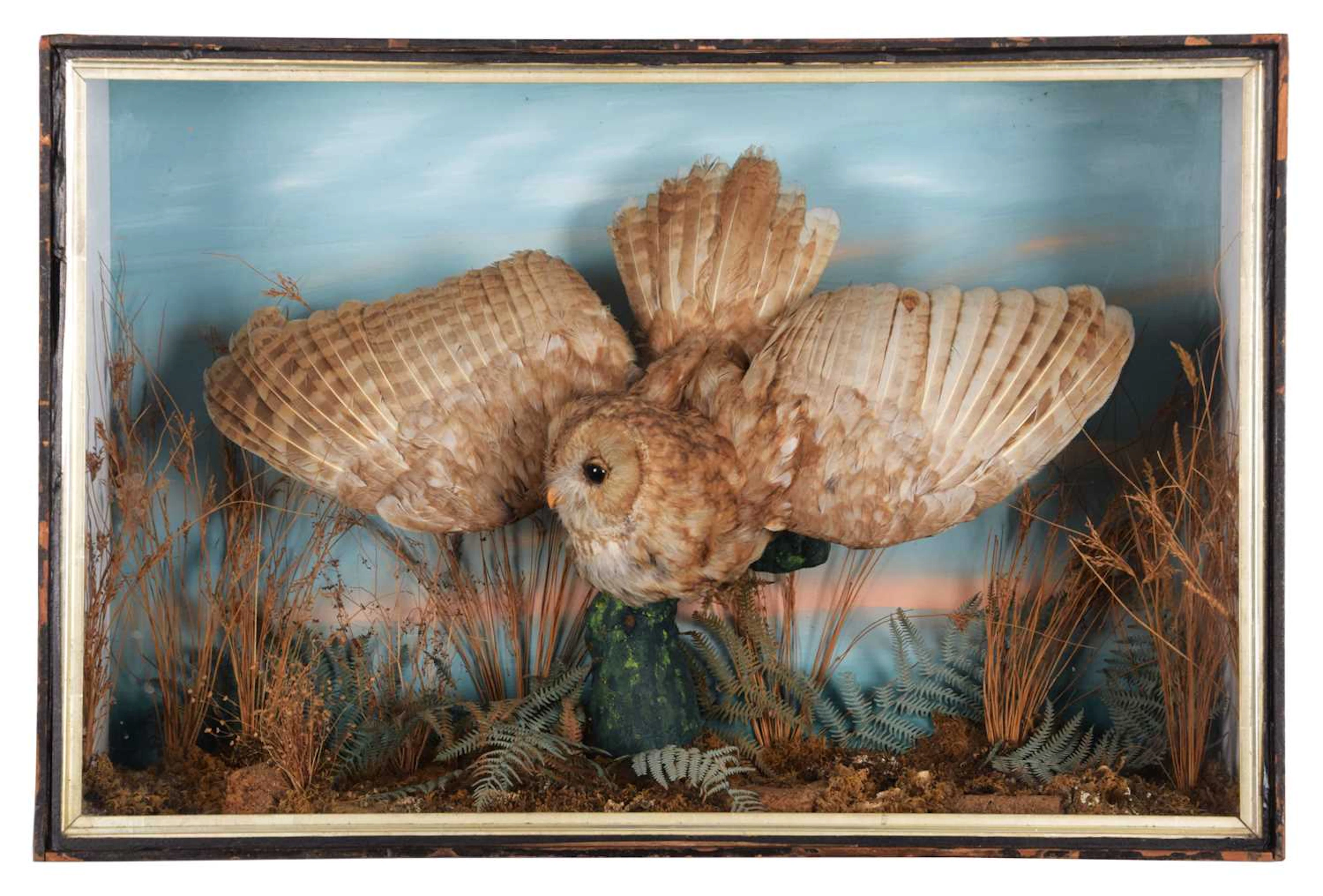 Taxidermy: A Late Victorian Cased Tawny Owl (Strix aluco), by A.C.
