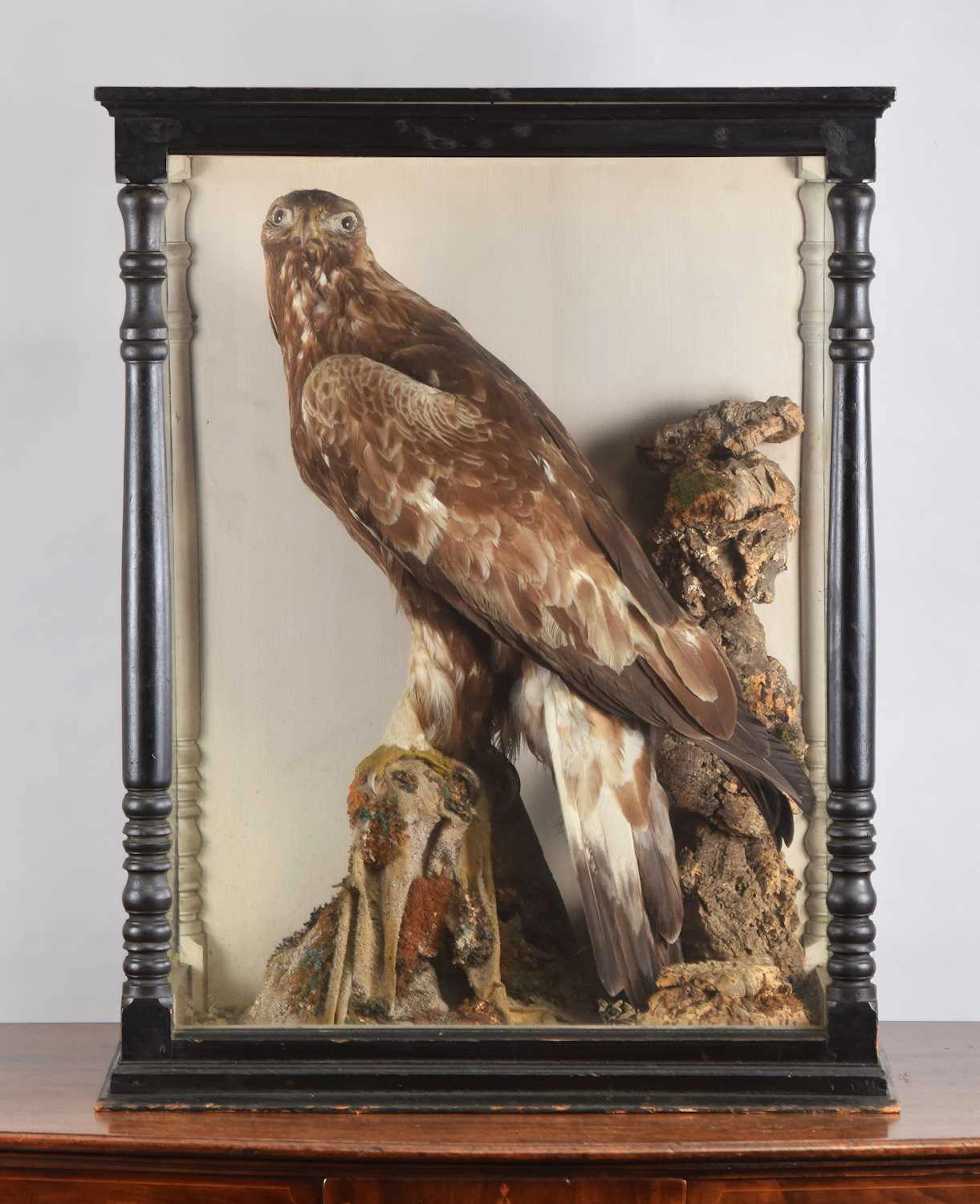 Taxidermy: A Late Victorian Cased Golden Eagle (Aquila chrysaetos)