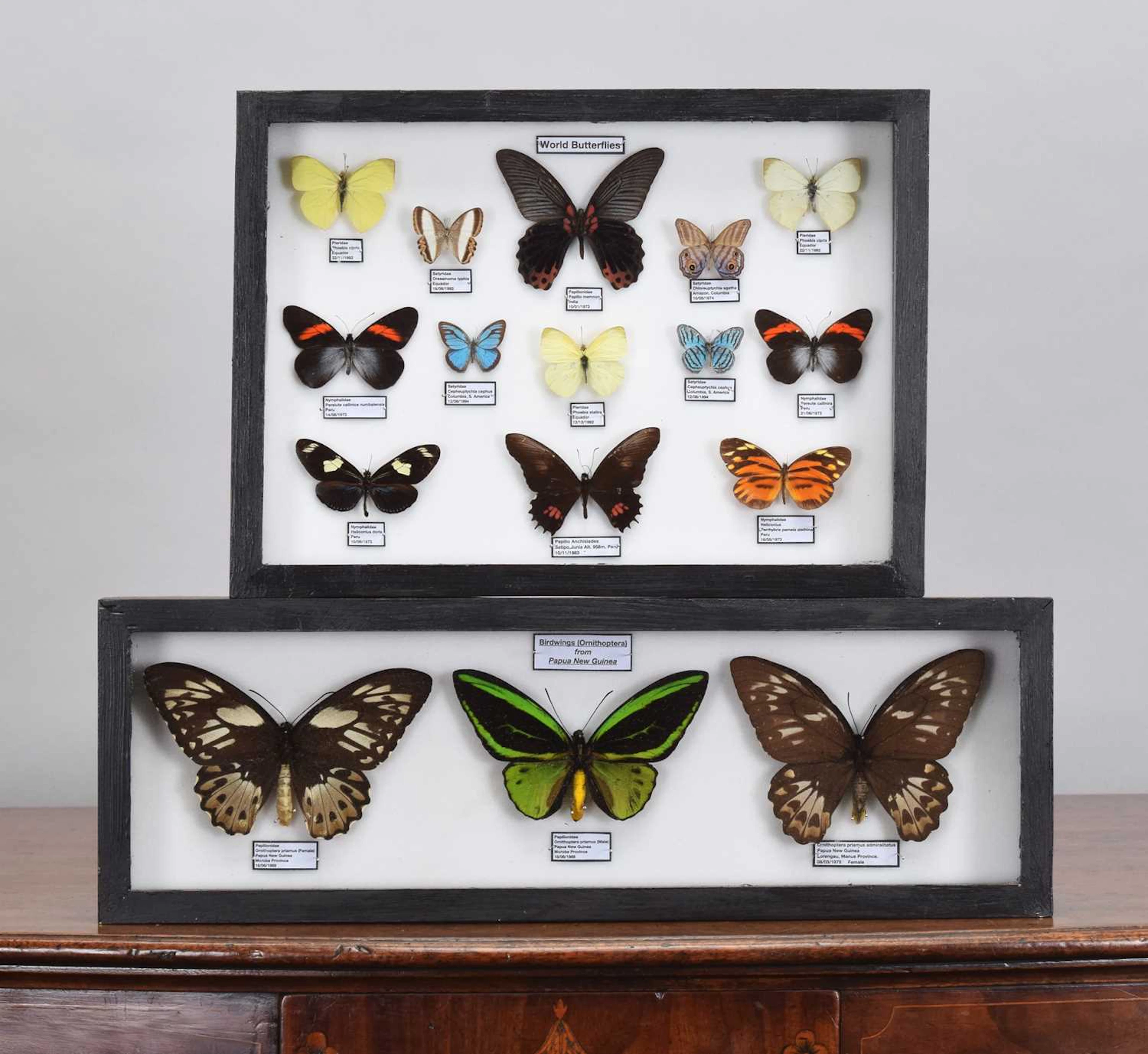 Entomology: A Collection of Framed World Butterflies, modern