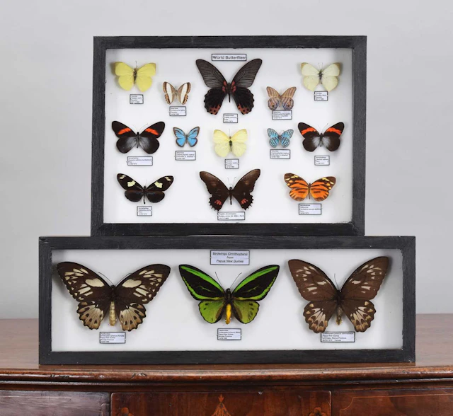 Entomology: A Collection of Framed World Butterflies, modern