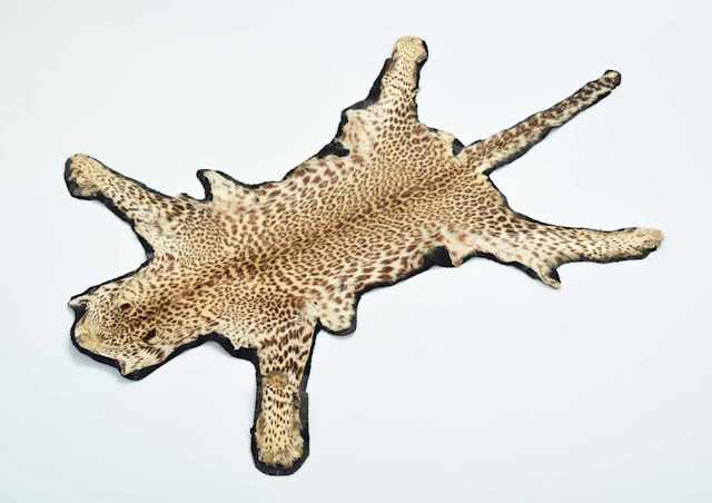 Skins/Hides: African Leopard Skin Rug (Panthera pardus), circa 1900-1920