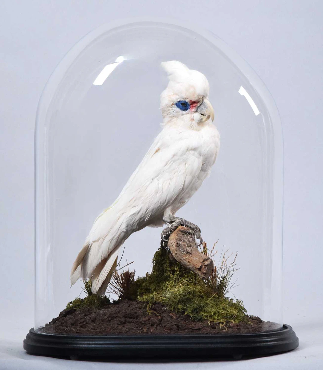 Taxidermy: A Little Corella Cockatoo (Cacatua sanguinea), late 20th