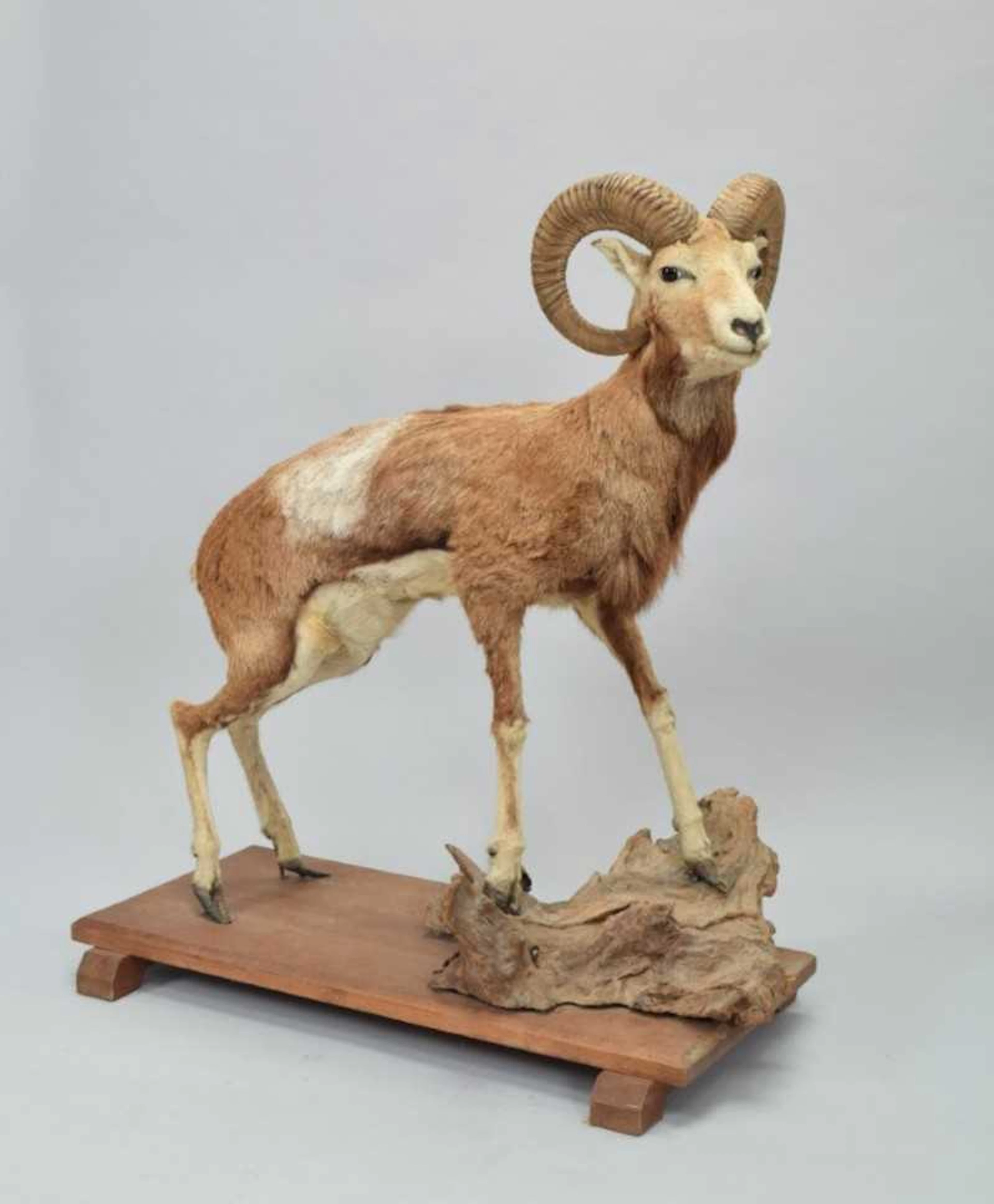 Taxidermy: European Mouflon (Ovis aries musimon), late 20th century
