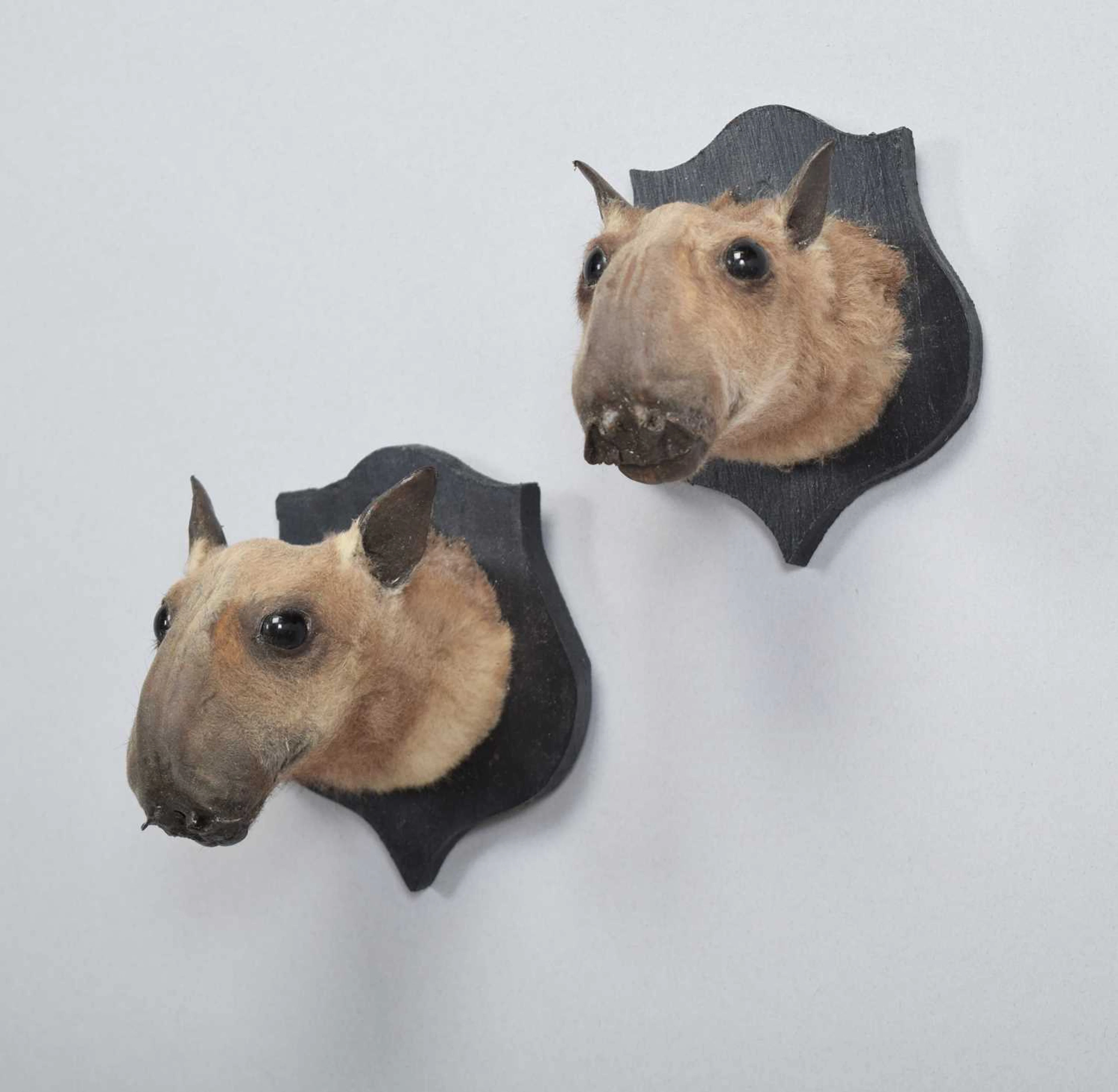 Taxidermy: A Pair of Hammer-headed Bat Heads (Hypsignathus monstrosus)