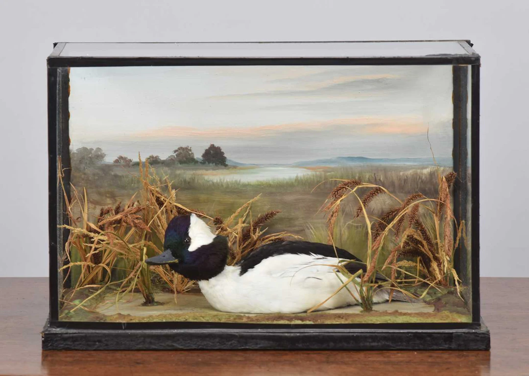 Taxidermy: A Cased Bufflehead Duck (Bucephala albeola), late 20th