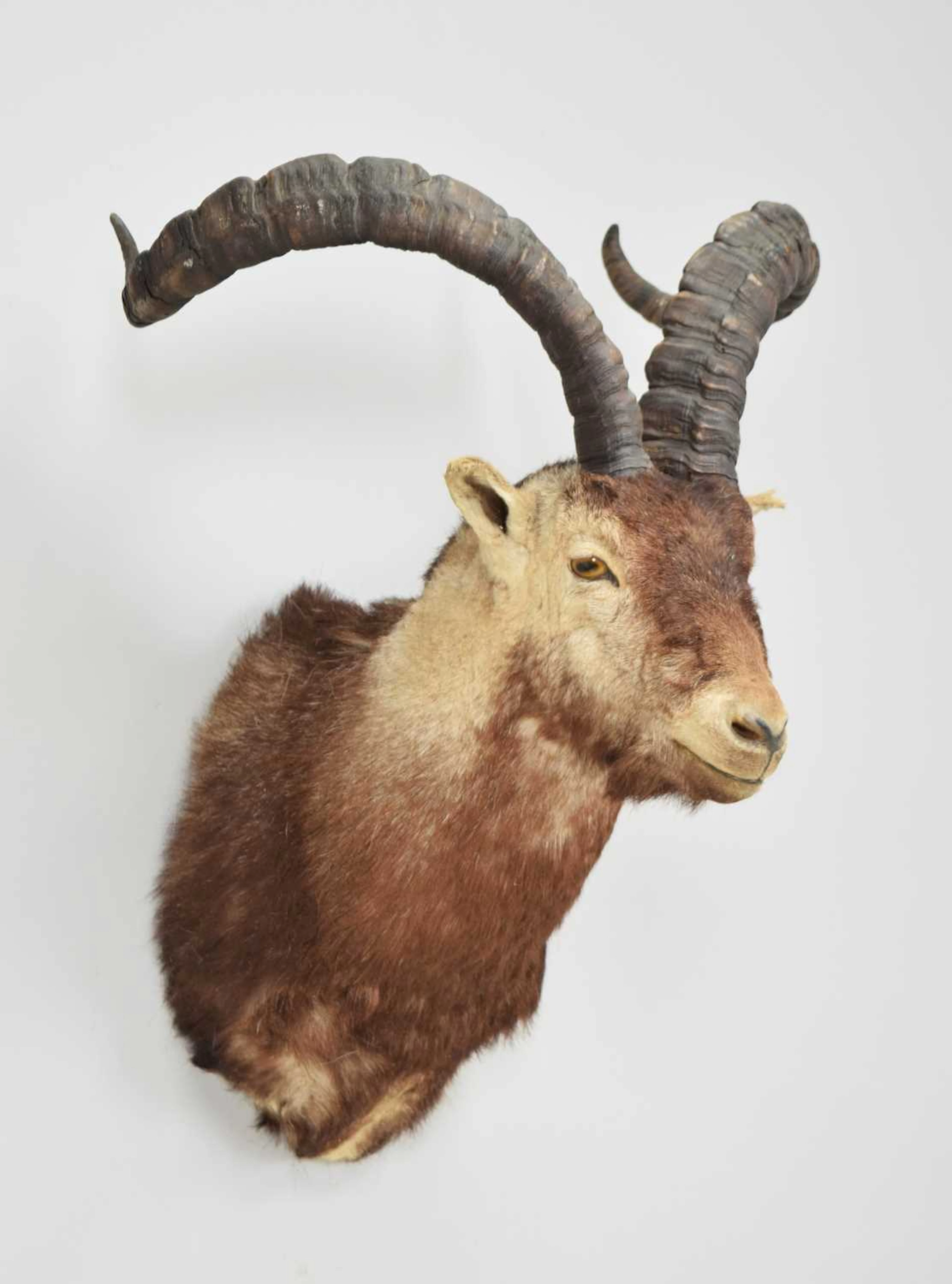 Taxidermy: Spanish Ibex, modern, by Colin Dunton, Taxidermy, Marlborough