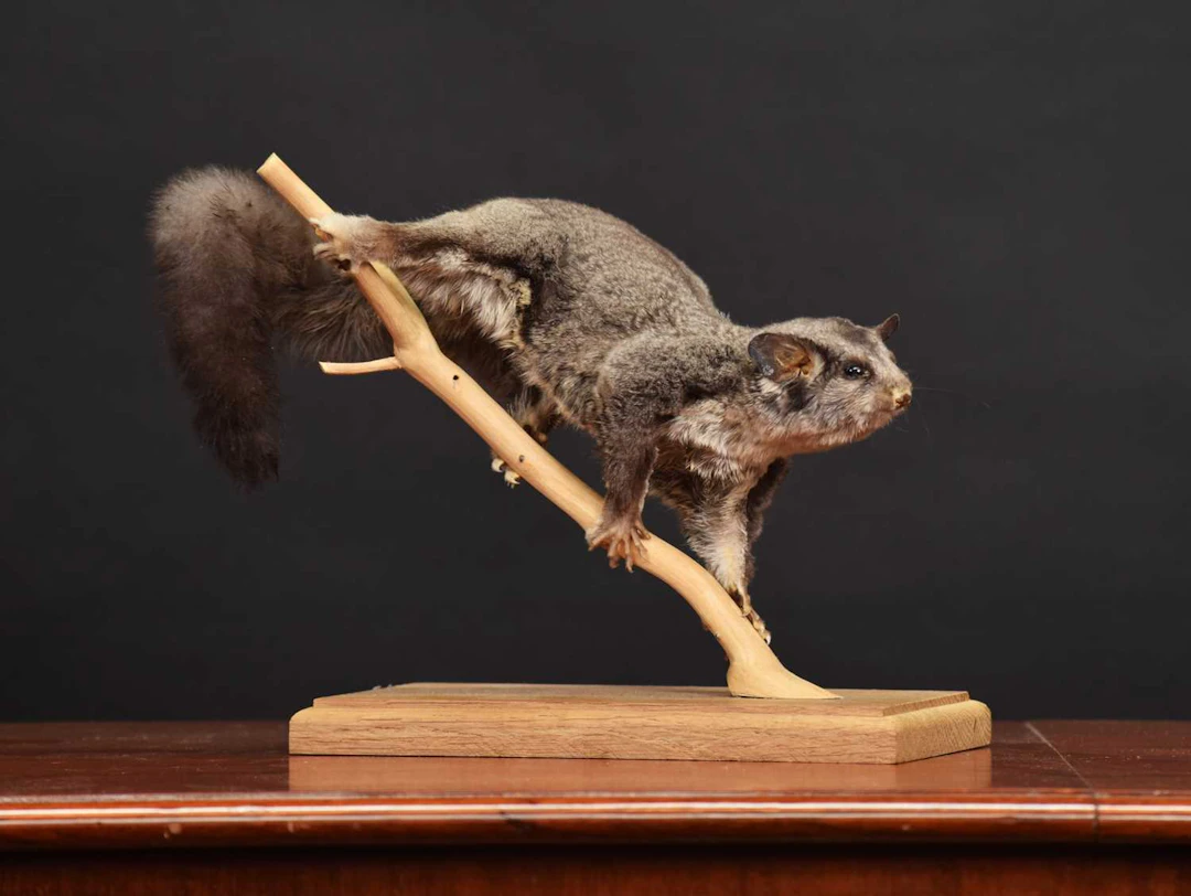 Taxidermy: Squirrel Glider (Petaurus norfolcensis), modern, captive