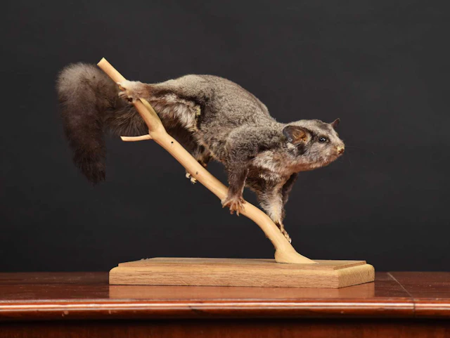 Taxidermy: Squirrel Glider (Petaurus norfolcensis), modern, captive