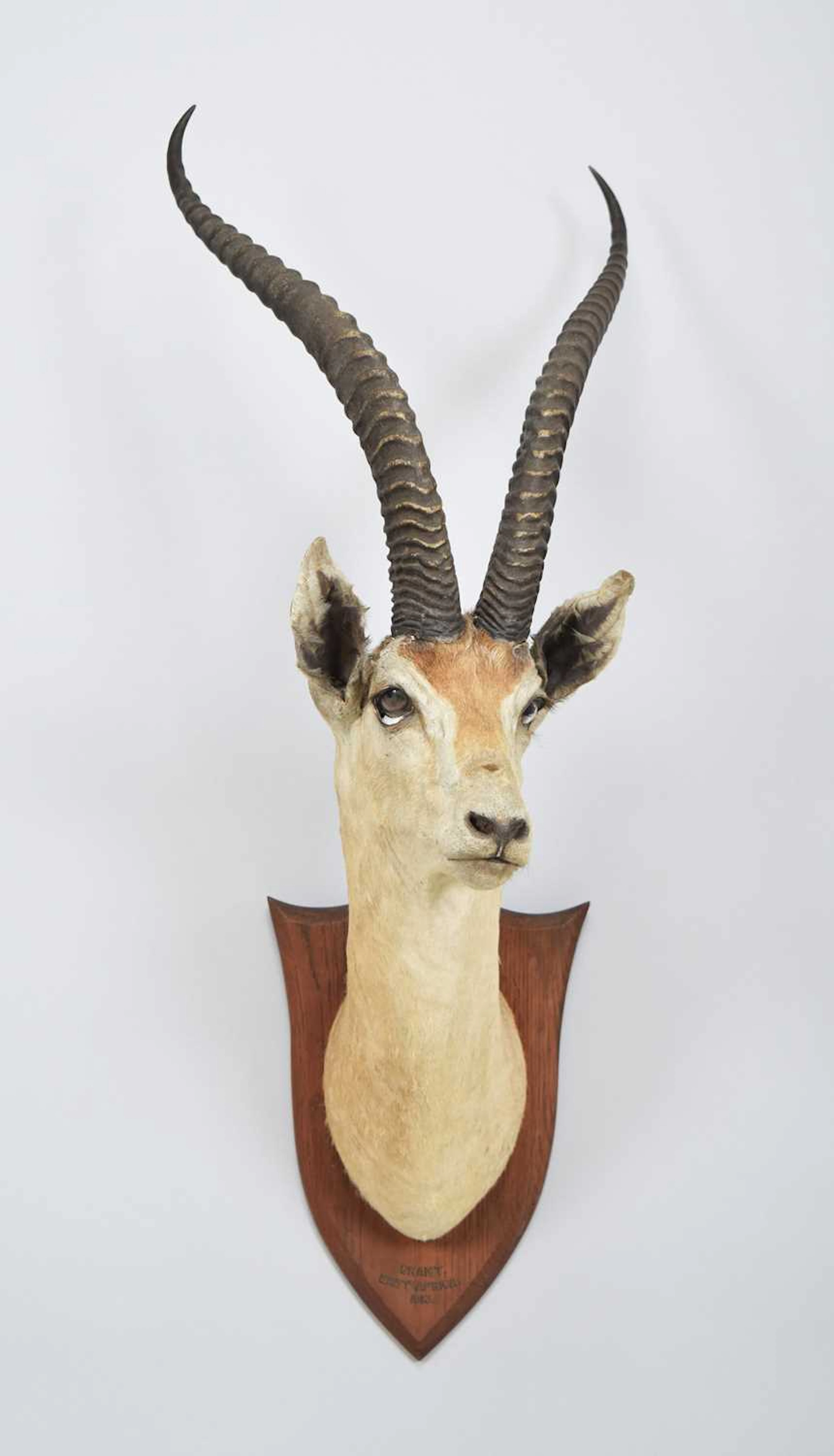 Taxidermy: Southern Grant's Gazelle (Nanger granti), dated 1913, by