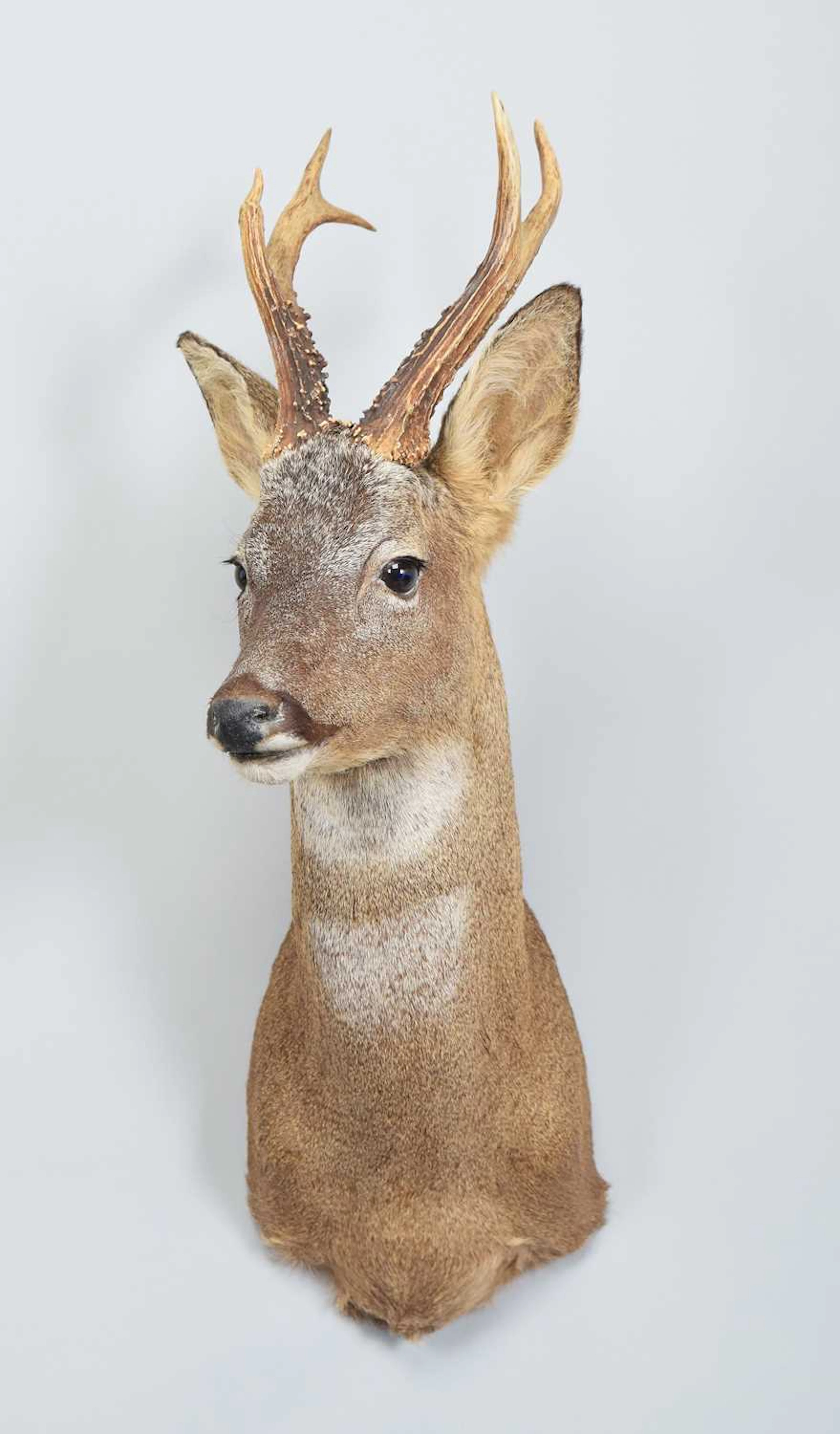 Taxidermy: European Roe Deer (Capreolus capreolus), dated 2008, Bronze
