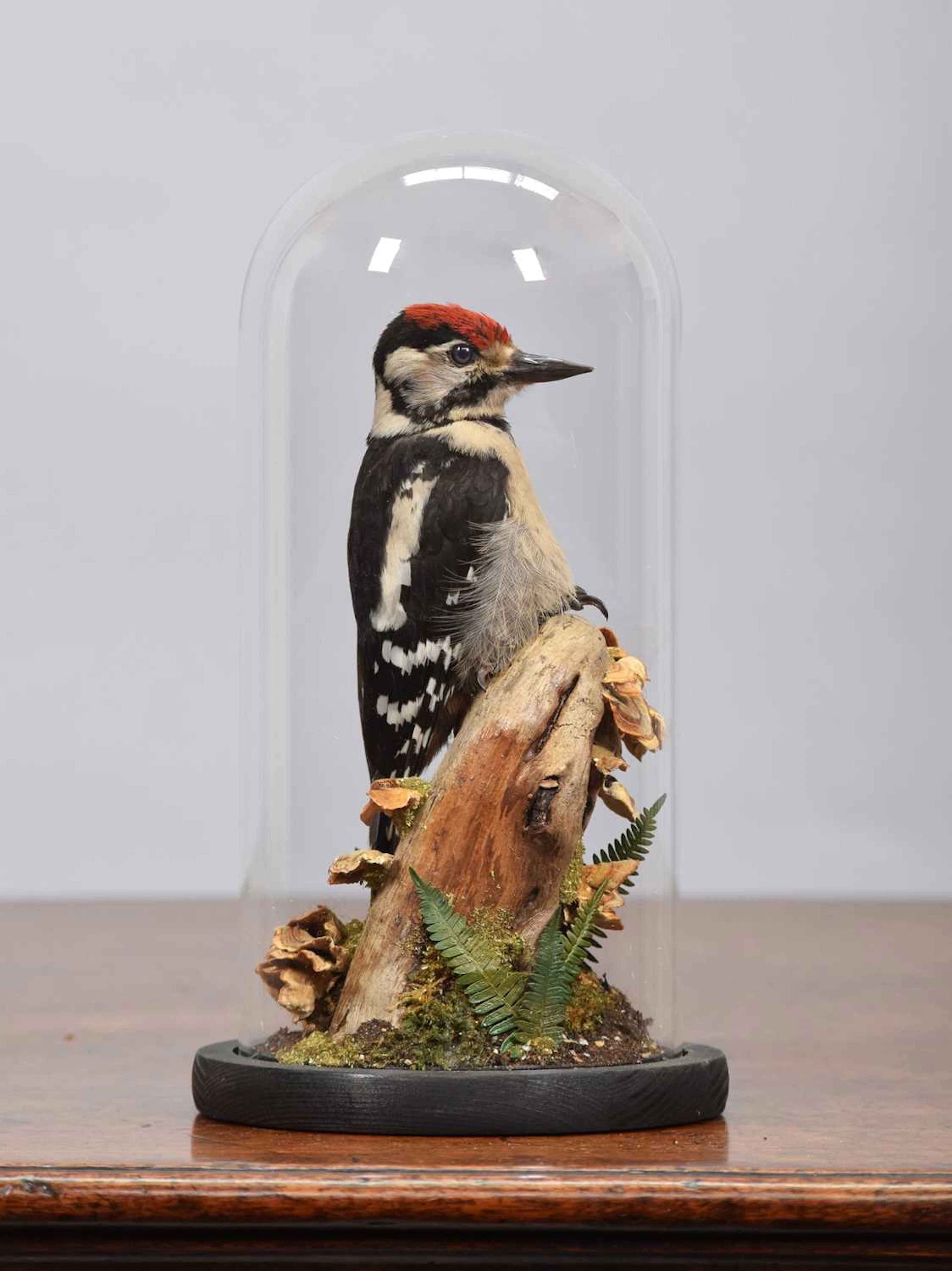 Taxidermy: Great Spotted Woodpecker (Dendrocopos major), dated 2026