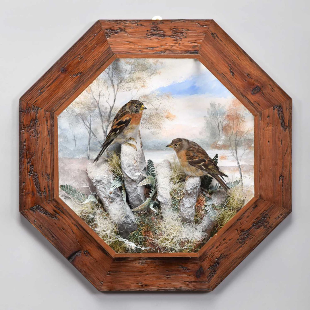 Taxidermy: A Wall Cased Pair of Bramblings (Fringilla montifringilla)