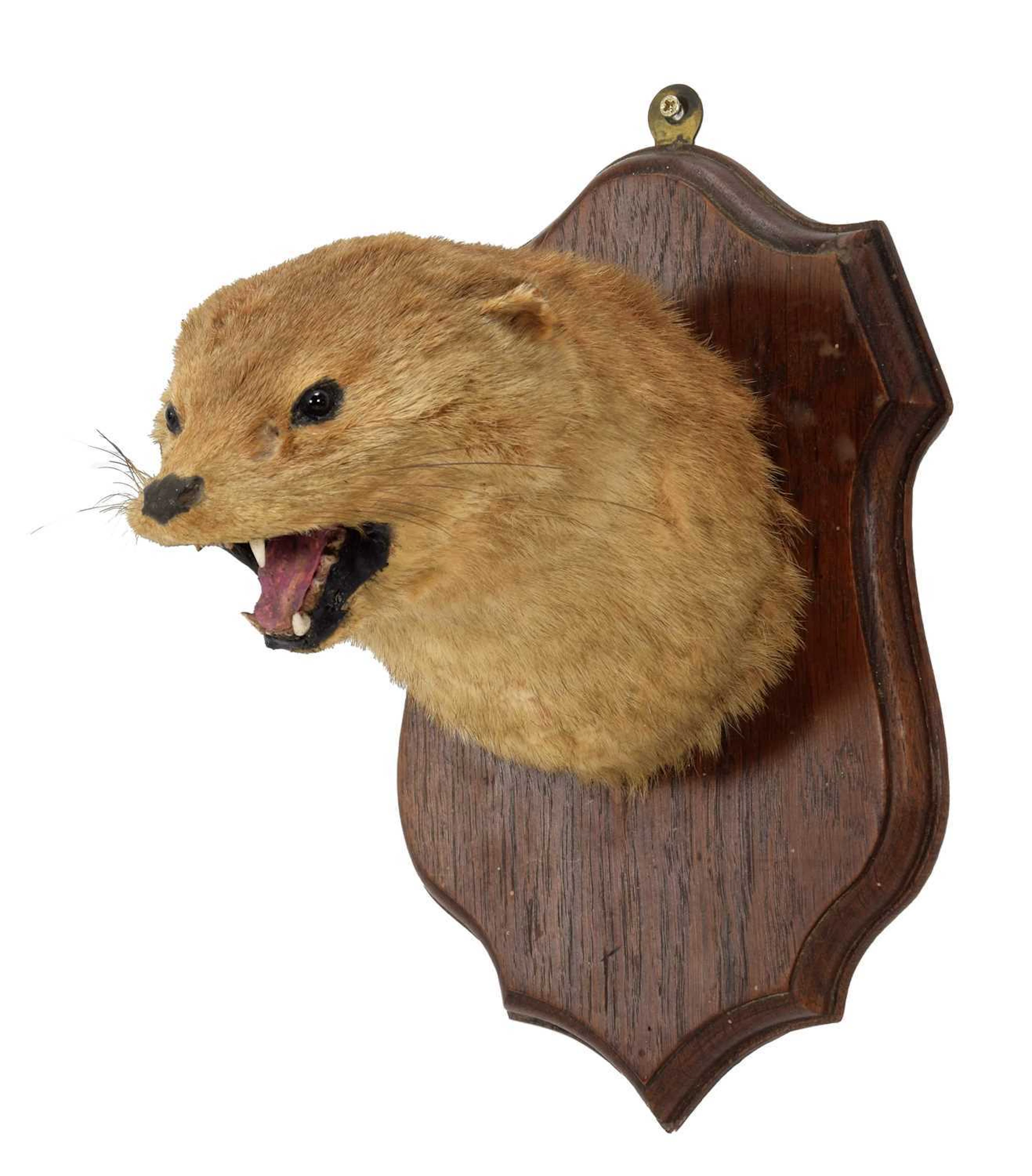 Taxidermy: An Early 20th Century European Otter Mask (Lutra lutra)