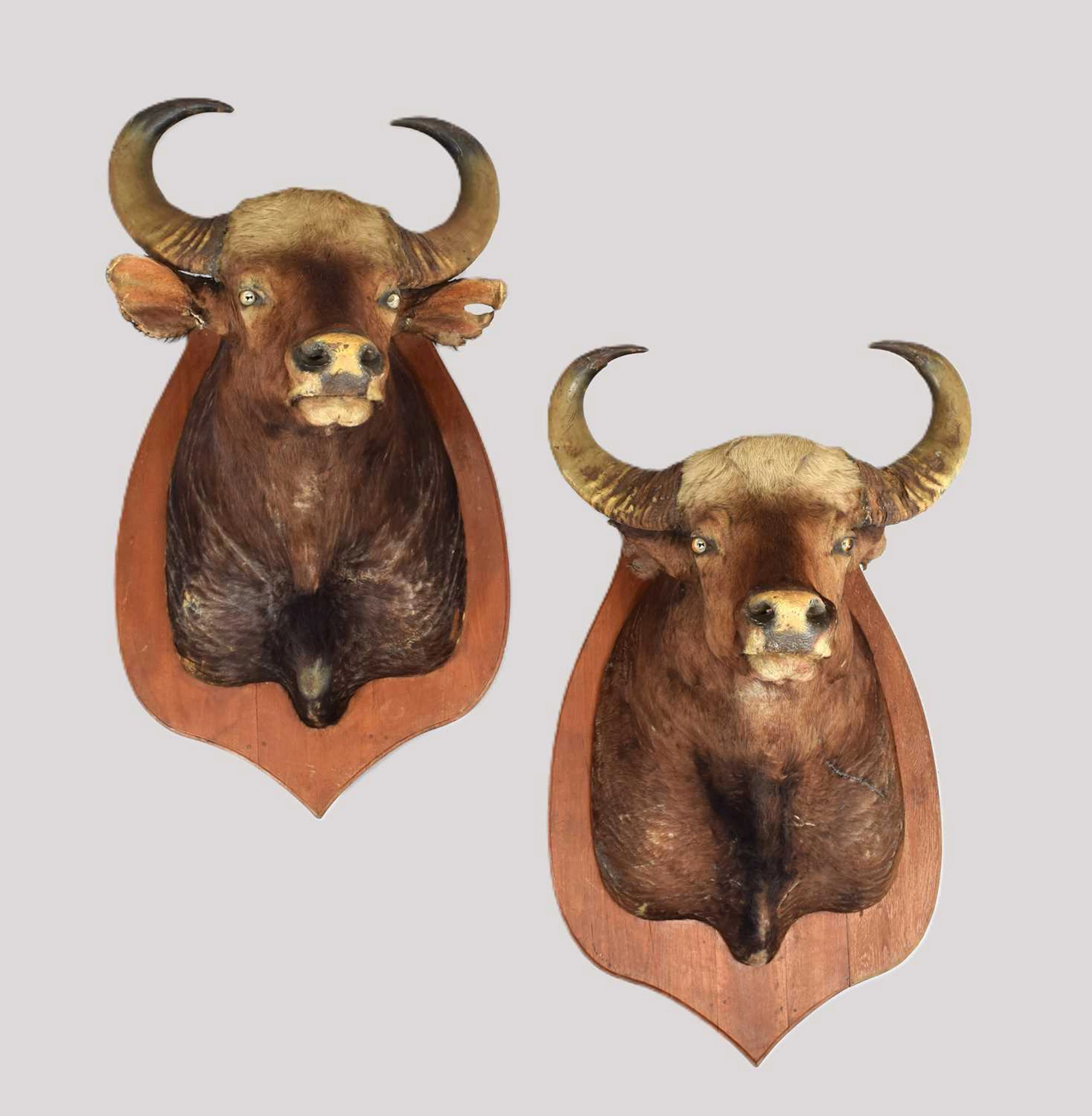 Taxidermy: A Pair of Indian Gaur Buffalo (Bos gaurus gaurus), dated