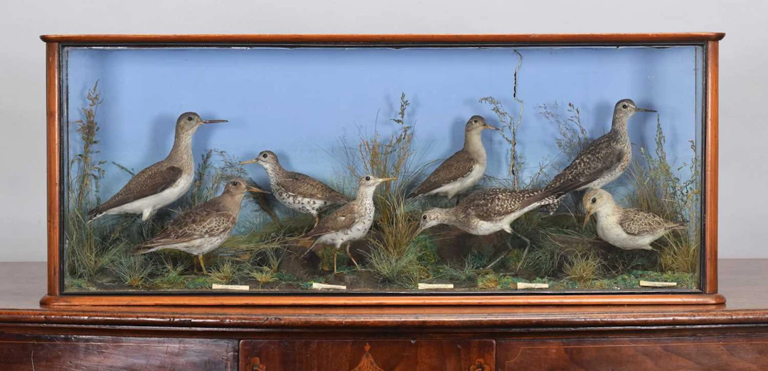 Taxidermy: A Late Victorian Cased Display of Sandpipers, circa 1880-1900