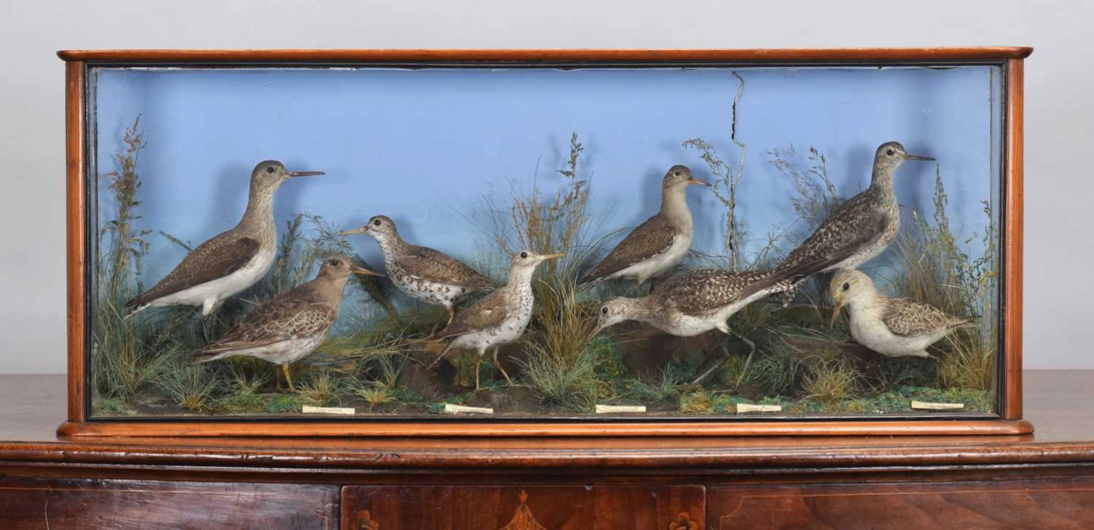 Taxidermy: A Late Victorian Cased Display of Sandpipers, circa 1880-1900