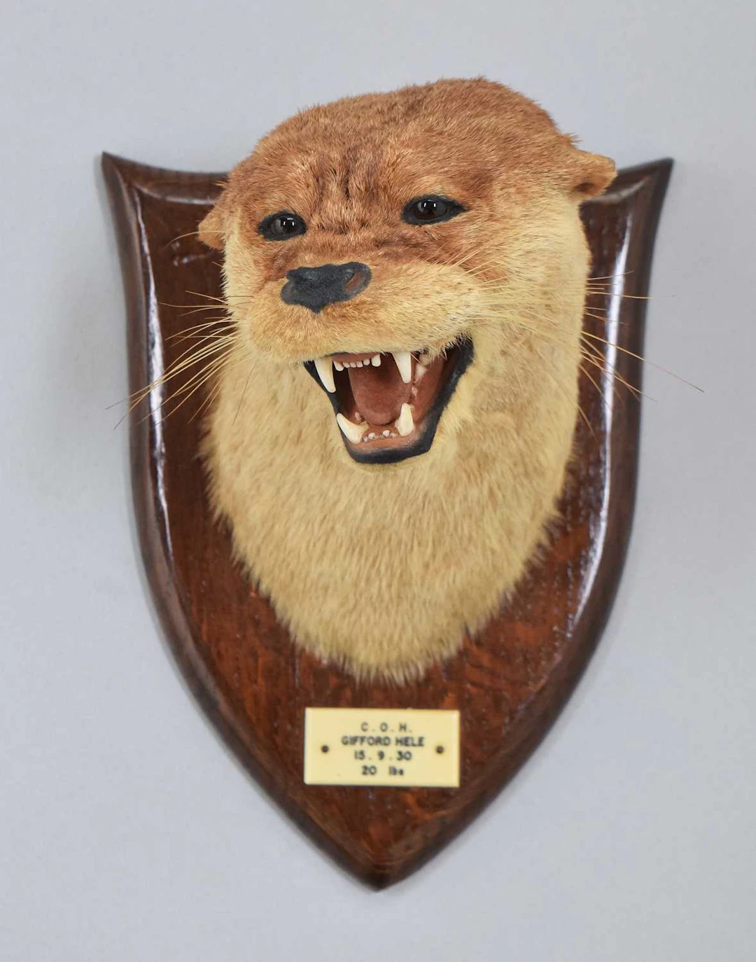 Taxidermy: Eurasian Otter Mask, dated, 1930, C.O.H, by Peter Spicer