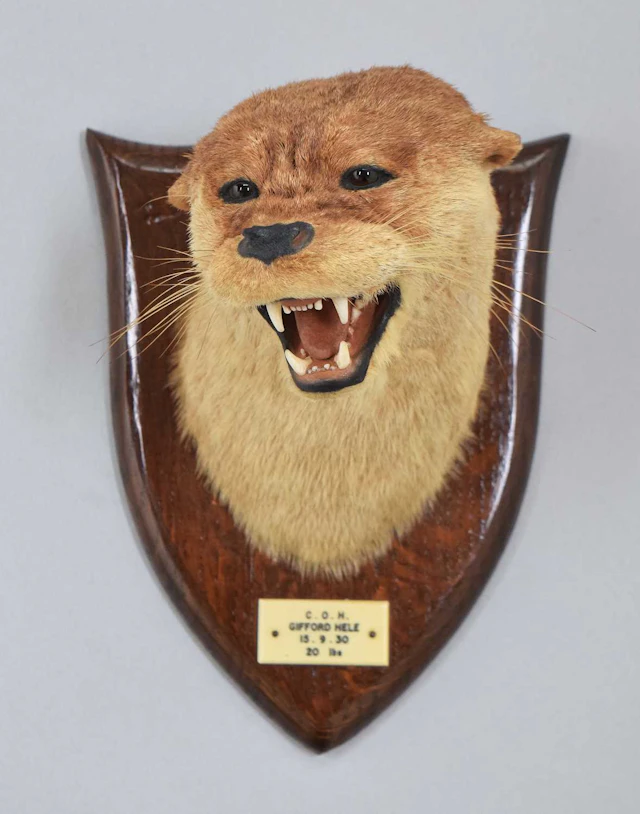 Taxidermy: Eurasian Otter Mask, dated, 1930, C.O.H, by Peter Spicer