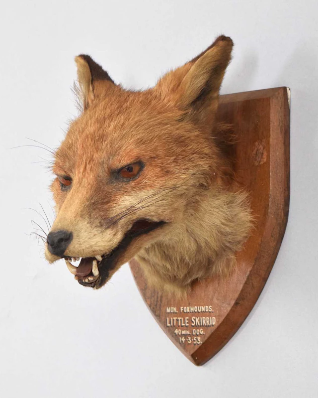 Taxidermy: European Fox Mask (Vulpes vulpes), dated 1953, by A.W.