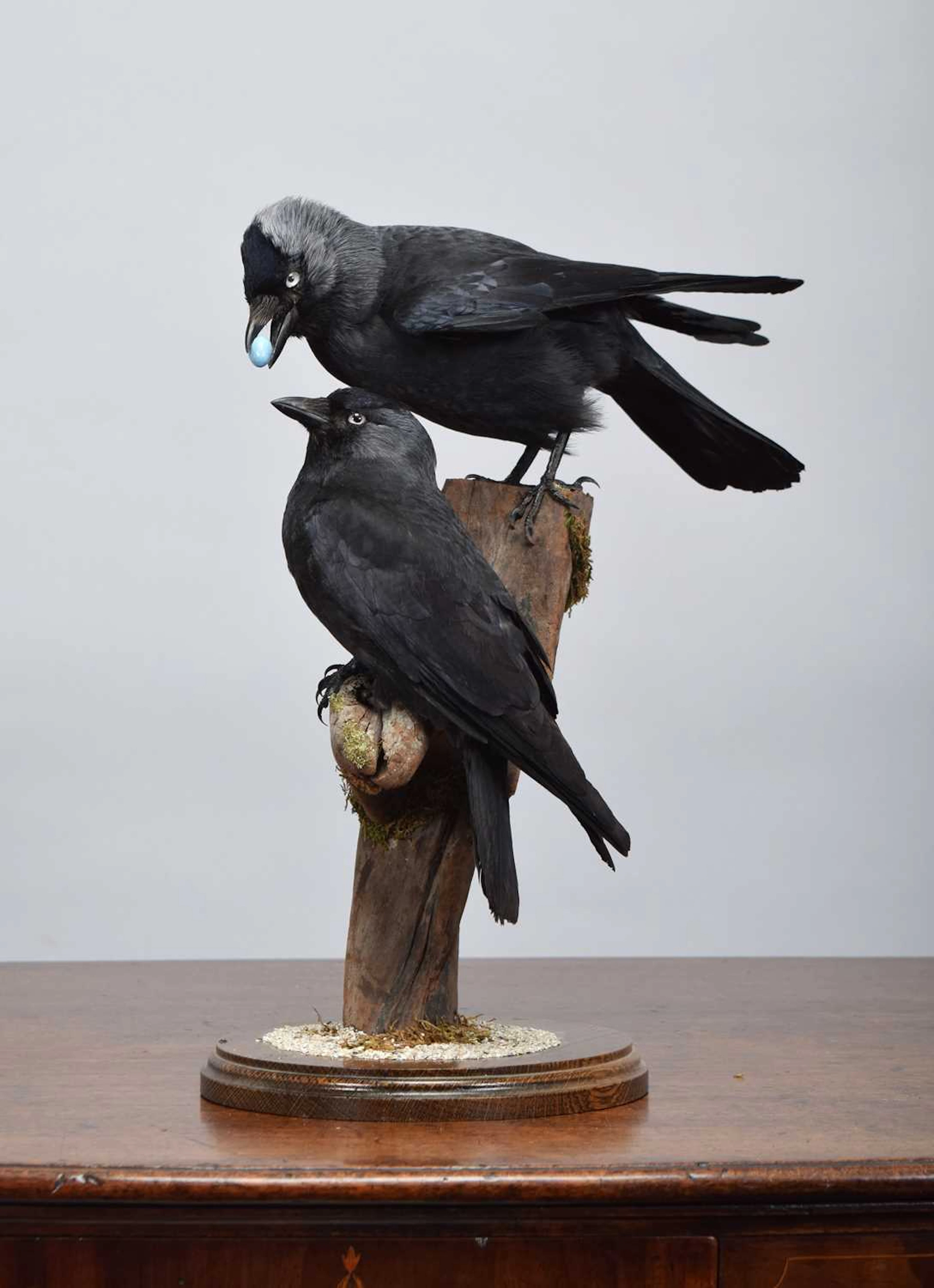 Taxidermy: A Pair of Jackdaws (Corvus monedula), dated 2026, by A.J.