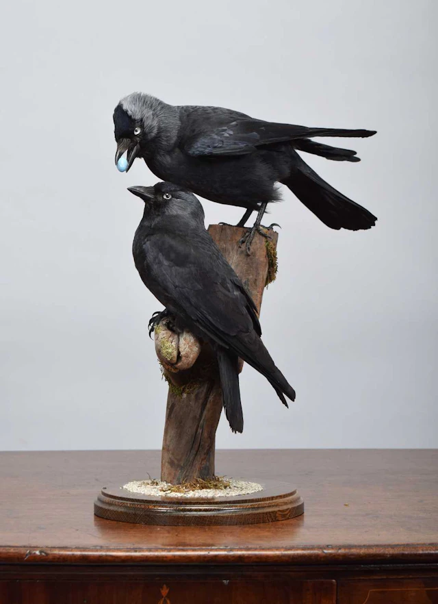 Taxidermy: A Pair of Jackdaws (Corvus monedula), dated 2026, by A.J.