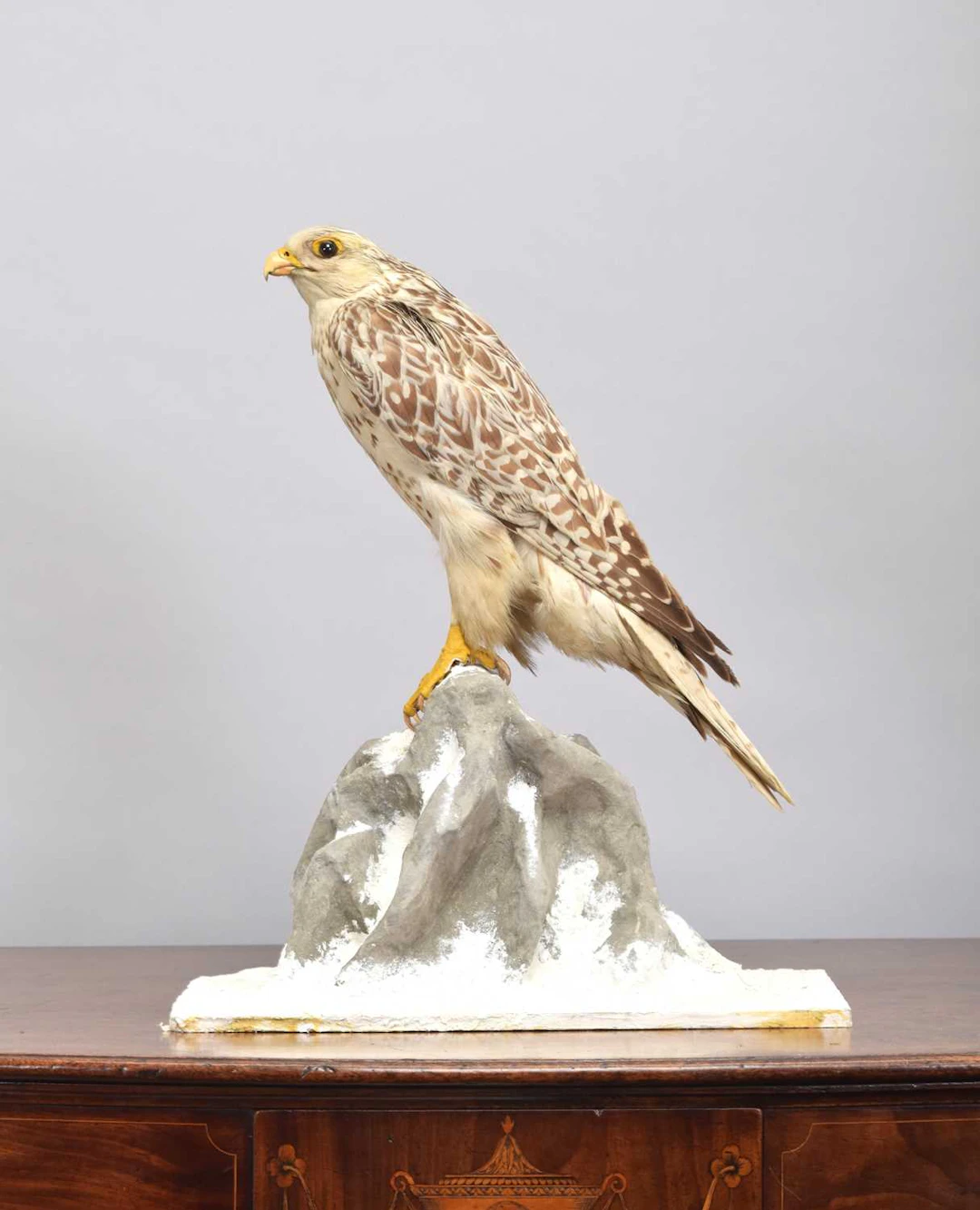 Taxidermy: A Late Victorian Gyrfalcon (Falco rusticolus), circa 1880-1900