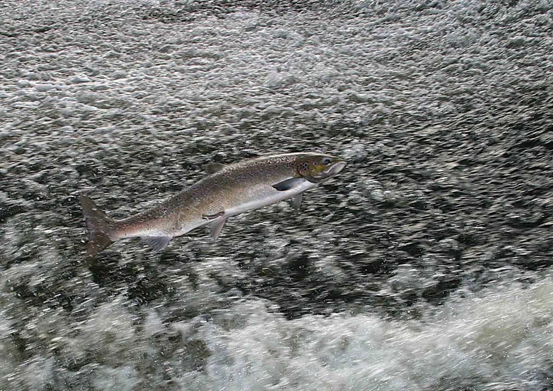 A Day Salmon Fishing on the Cumbria Eden, guided by Karl Humphries MBE