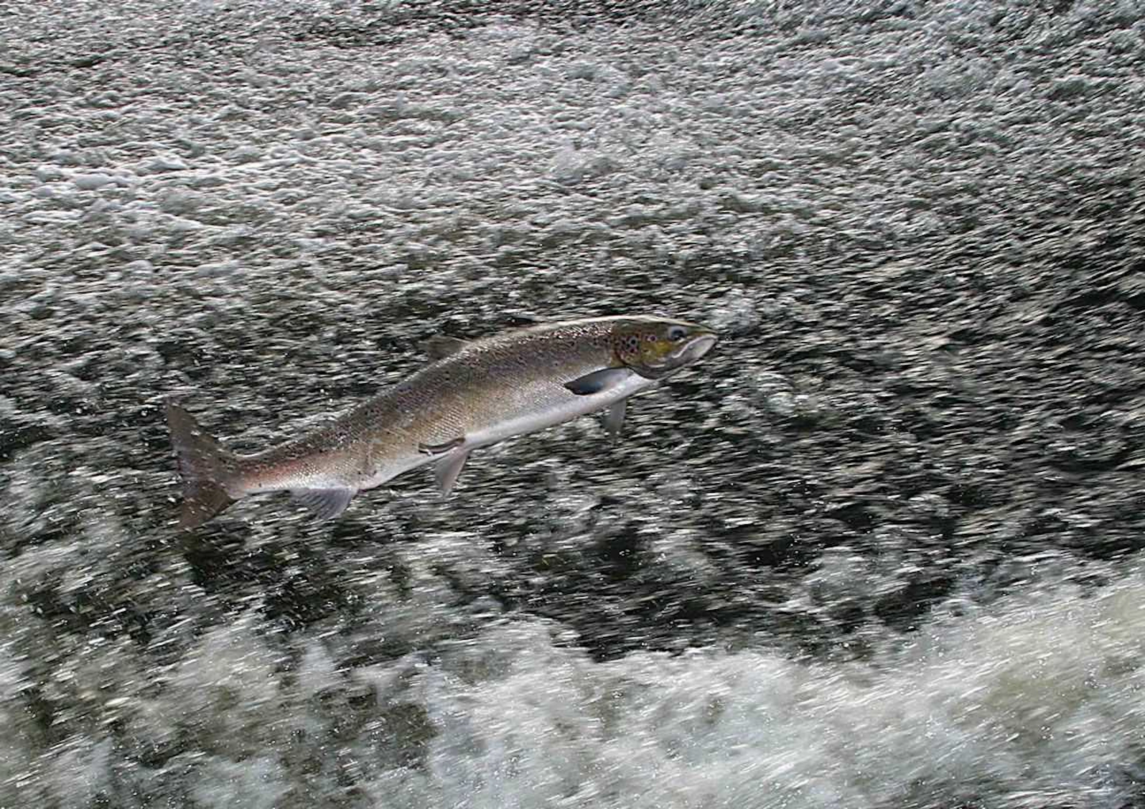 A Day Salmon Fishing on the Cumbria Eden, guided by Karl Humphries MBE