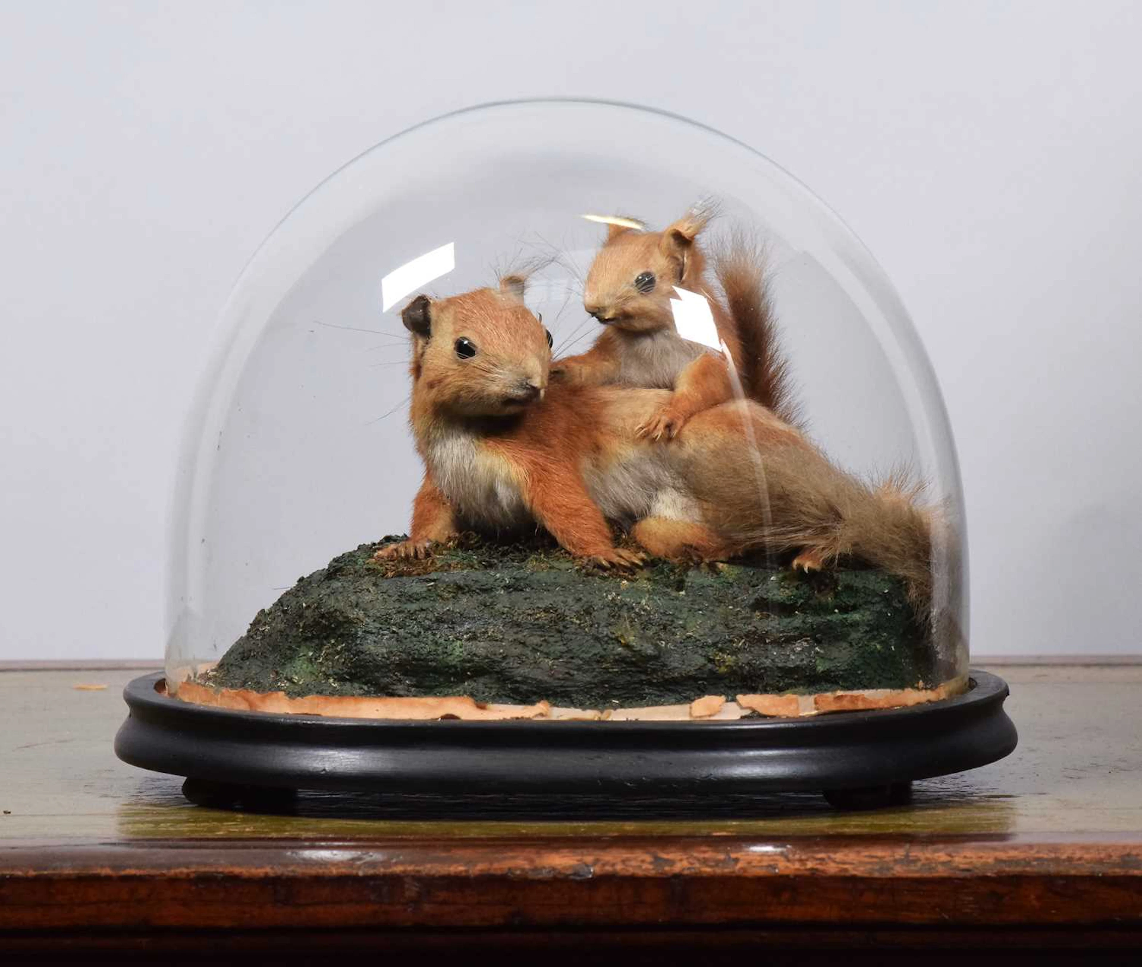 Taxidermy: A Pair of Late Victorian Red Squirrels (Sciurus vulgaris)