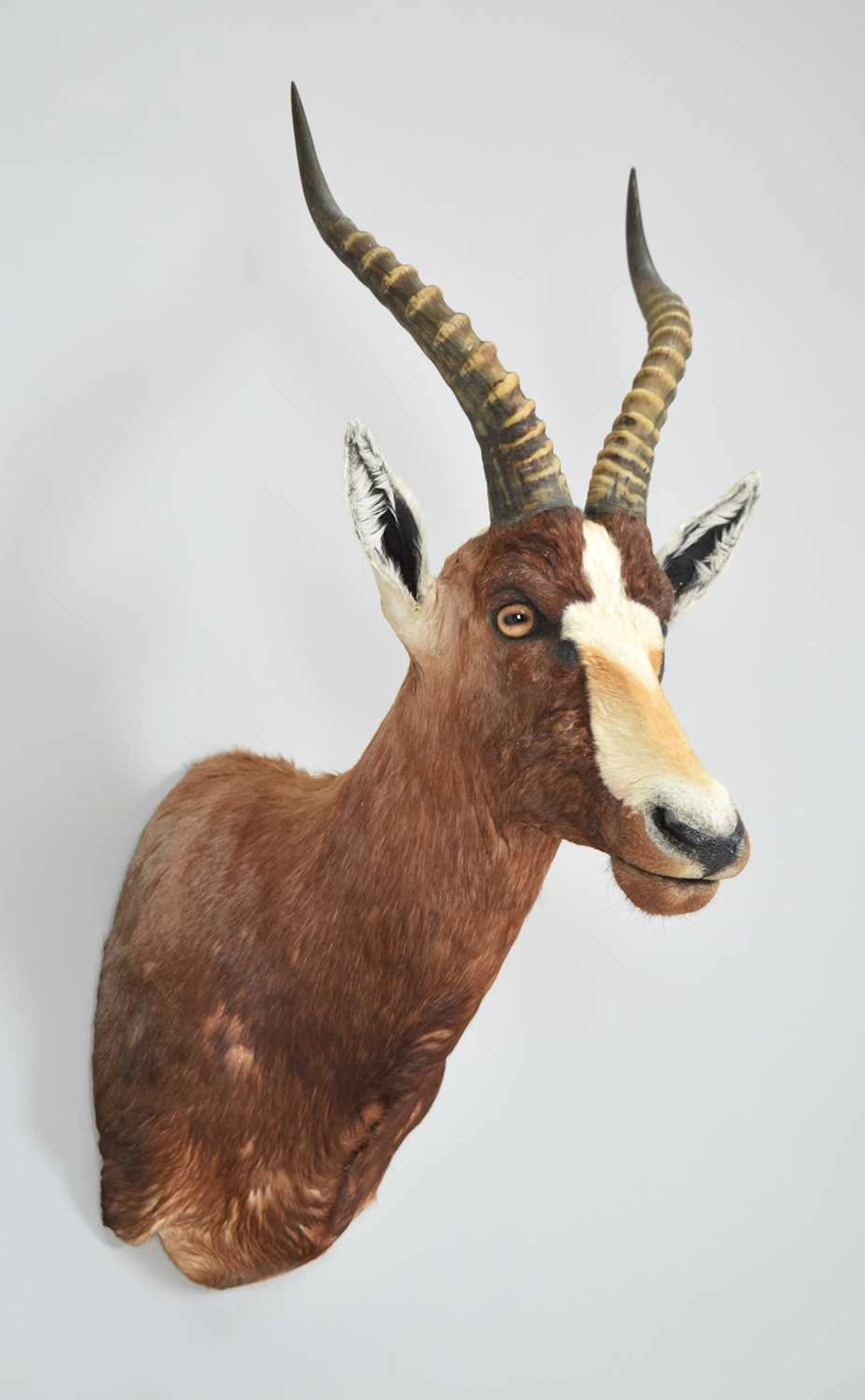 Taxidermy: Blesbok (Damaliscus pygargus phillipsi), modern, South