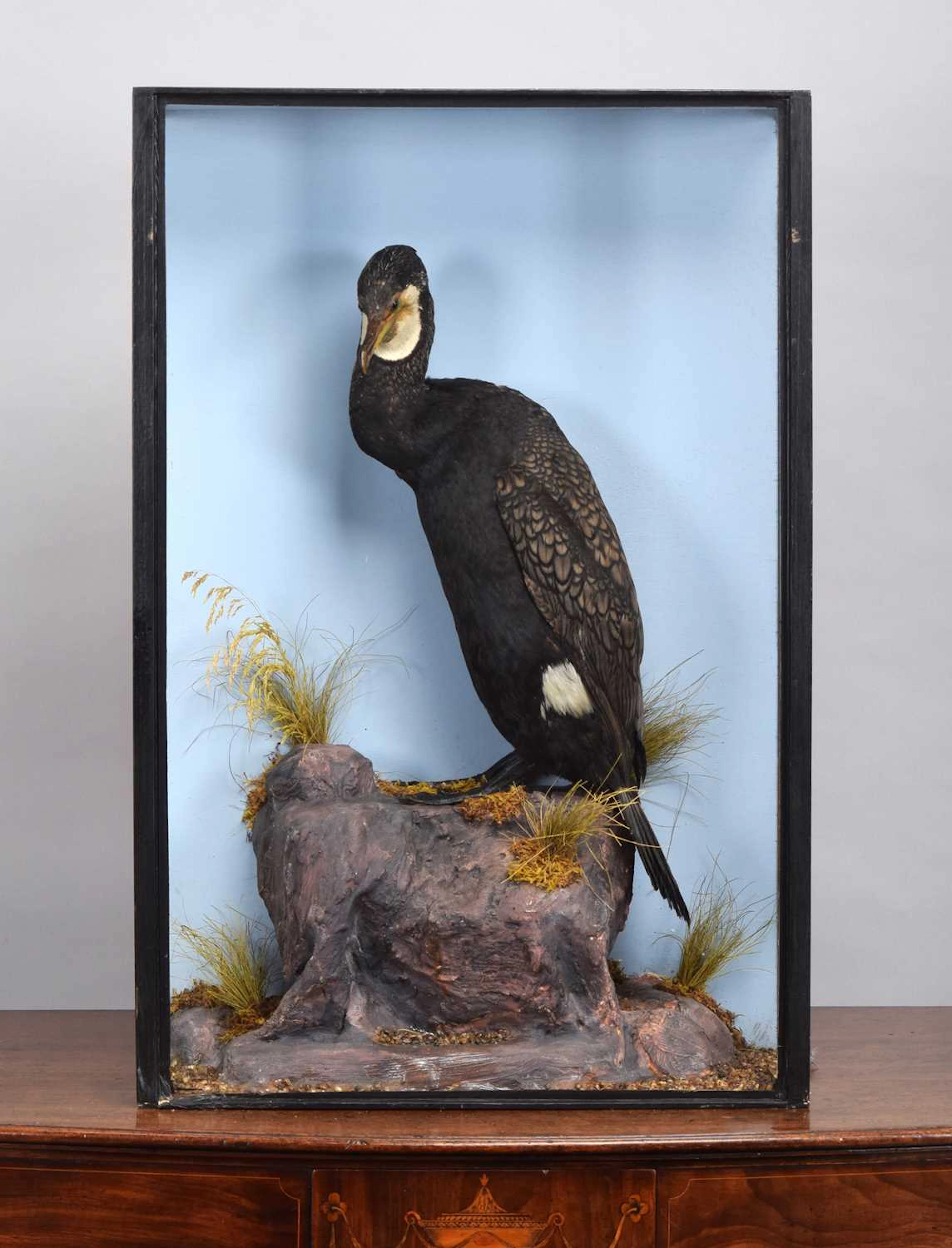 Taxidermy: A Cased Great Cormorant (Phalacrocorax carbo), early 20th