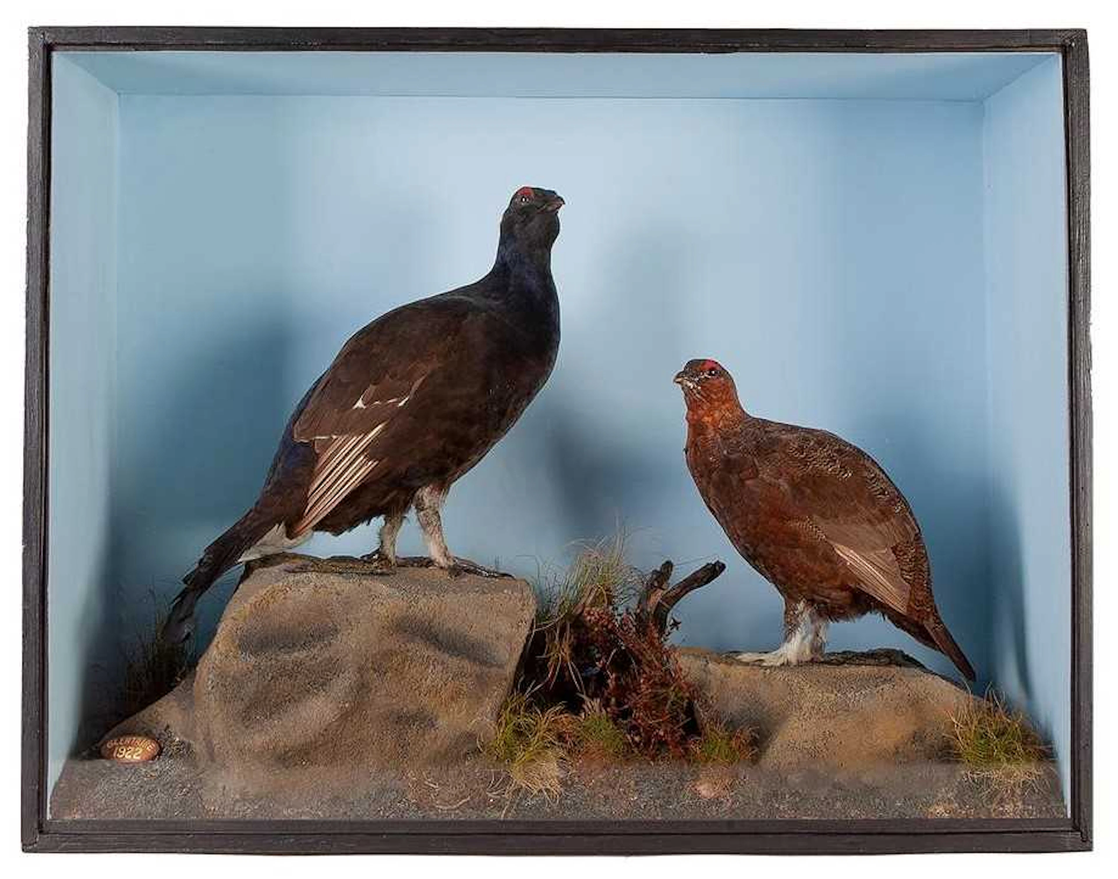 Taxidermy: A Cased Black Grouse and Willow Grouse, dated 1922, Glentaire