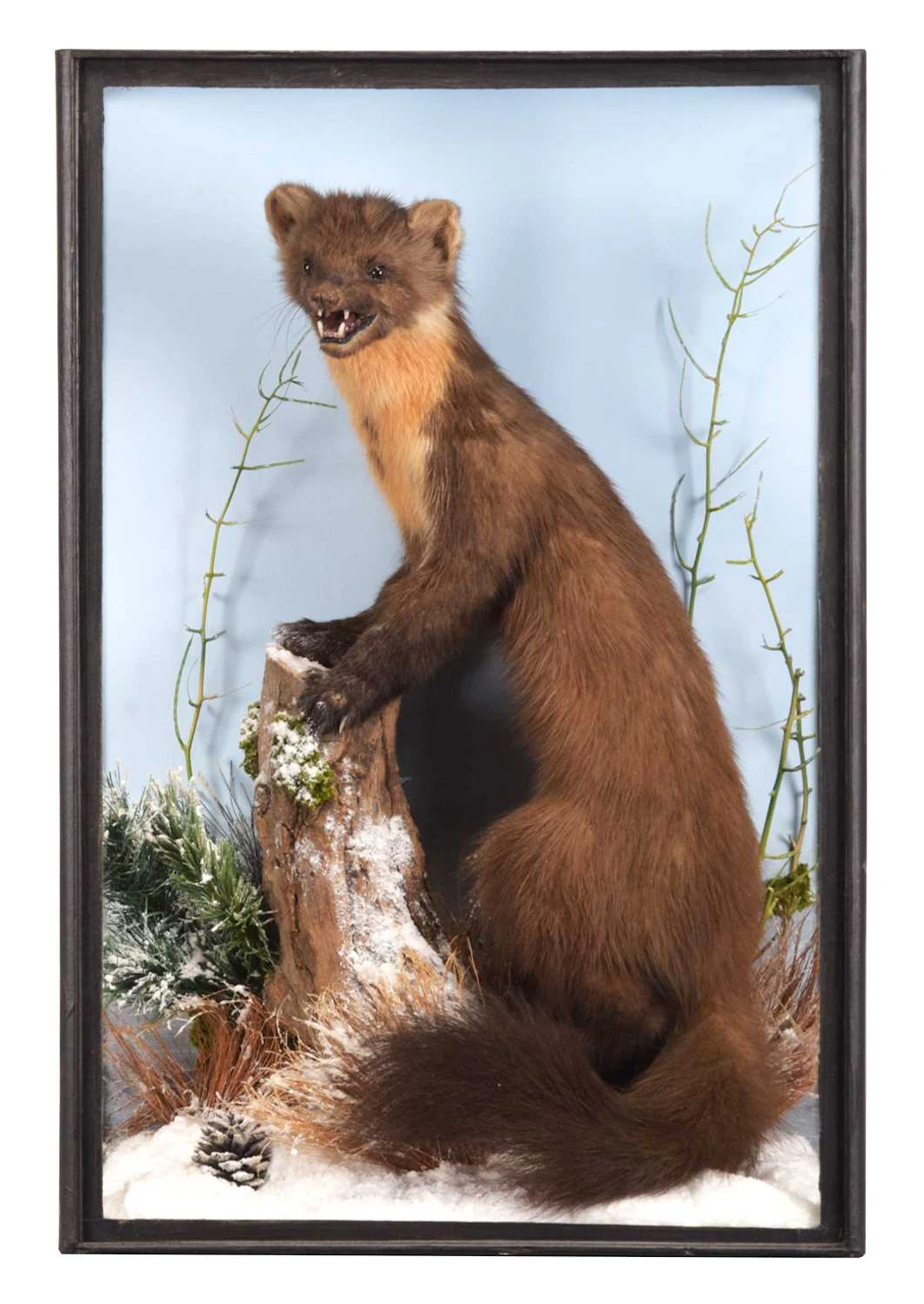 Taxidermy: Scottish Pine Marten (Martes martes), circa 2019, Pitlochry